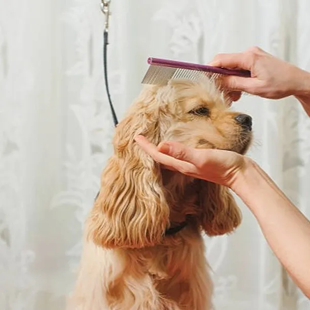 お客様の愛犬に「美容室の日」の特別な体験を✨🐾