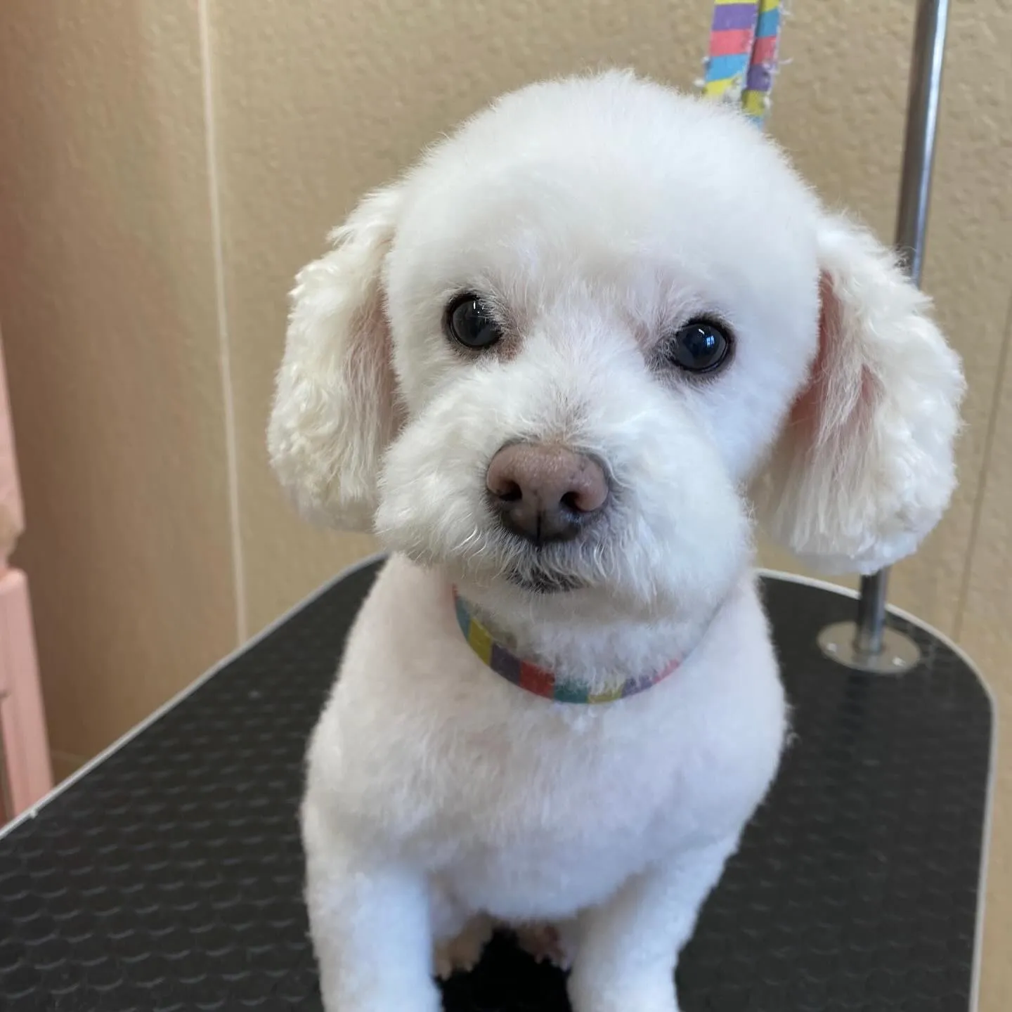 ✂️🐩✨🏠みんなの愛するペットを、更に可愛く✨