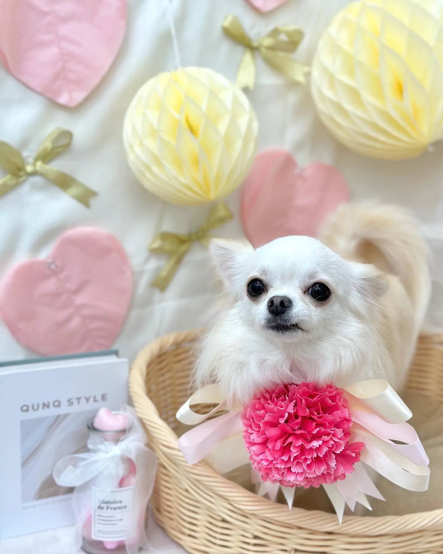 ルイちゃん  🎀 | ブログ | 三重県のペットサロンなら愛犬出張 ...