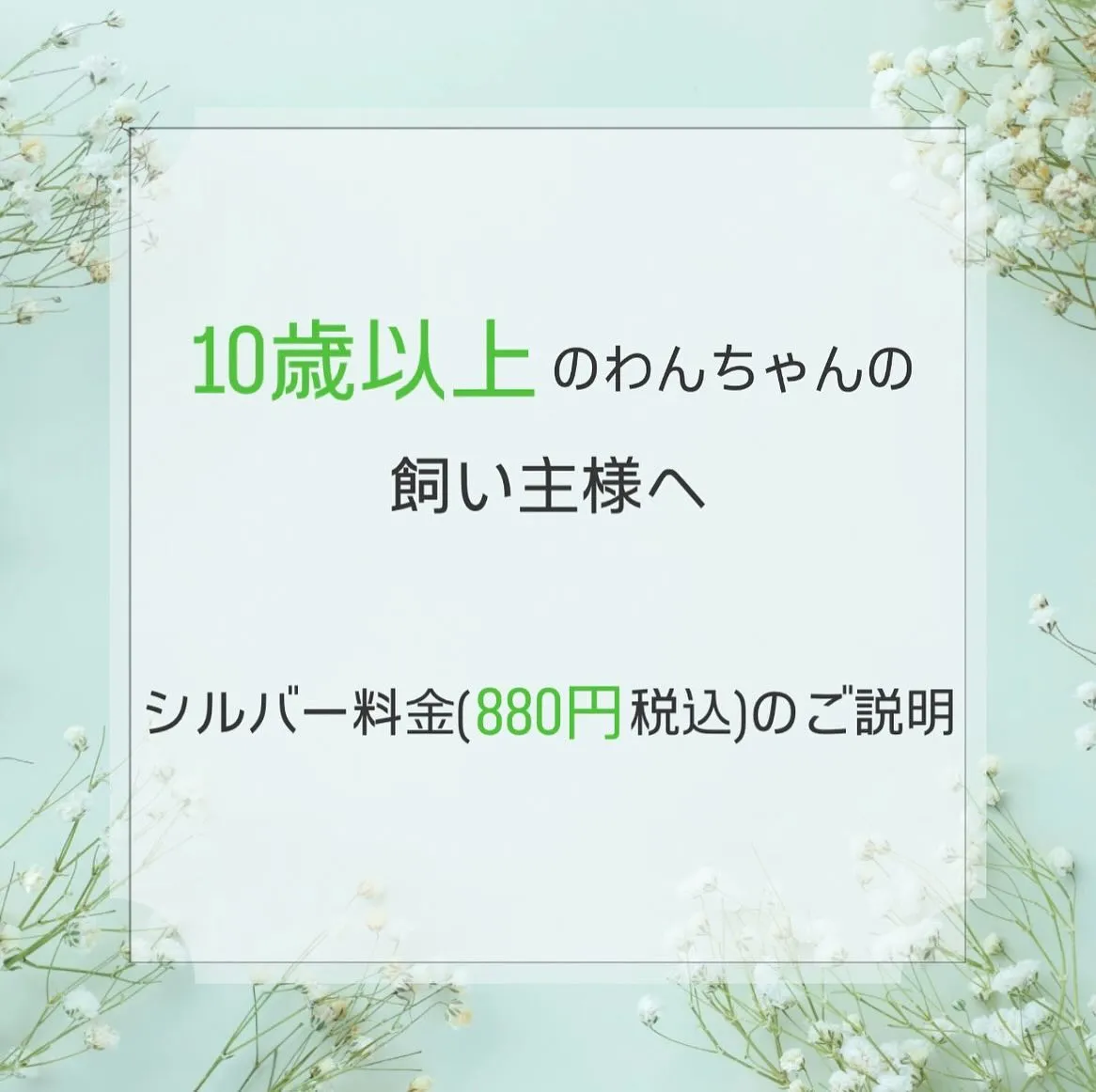 🕊️シルバー料金のご説明💬