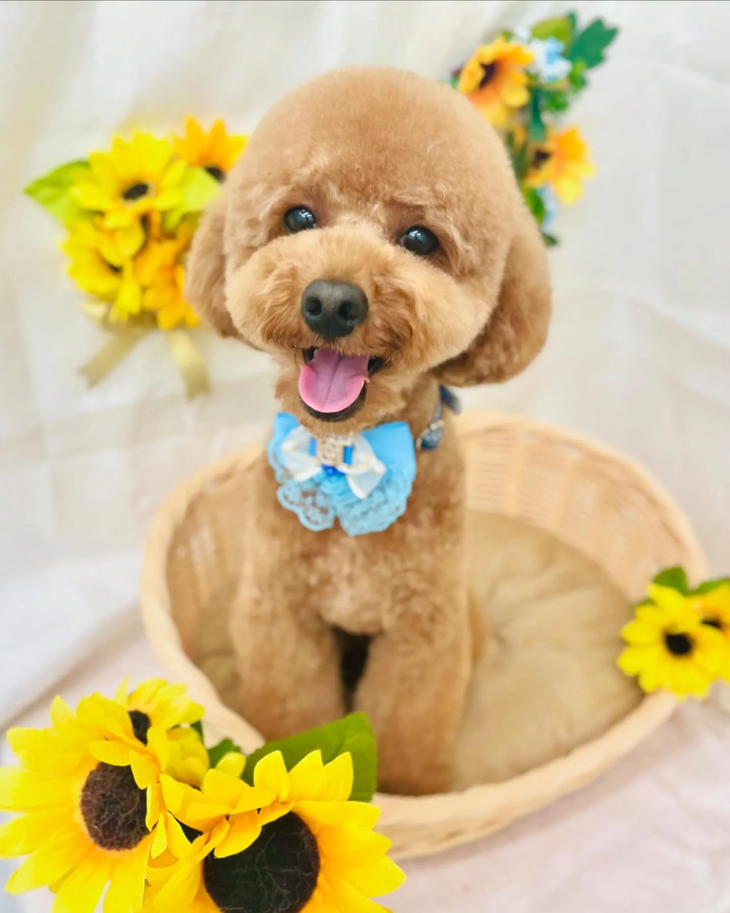 ぴのくん🌻