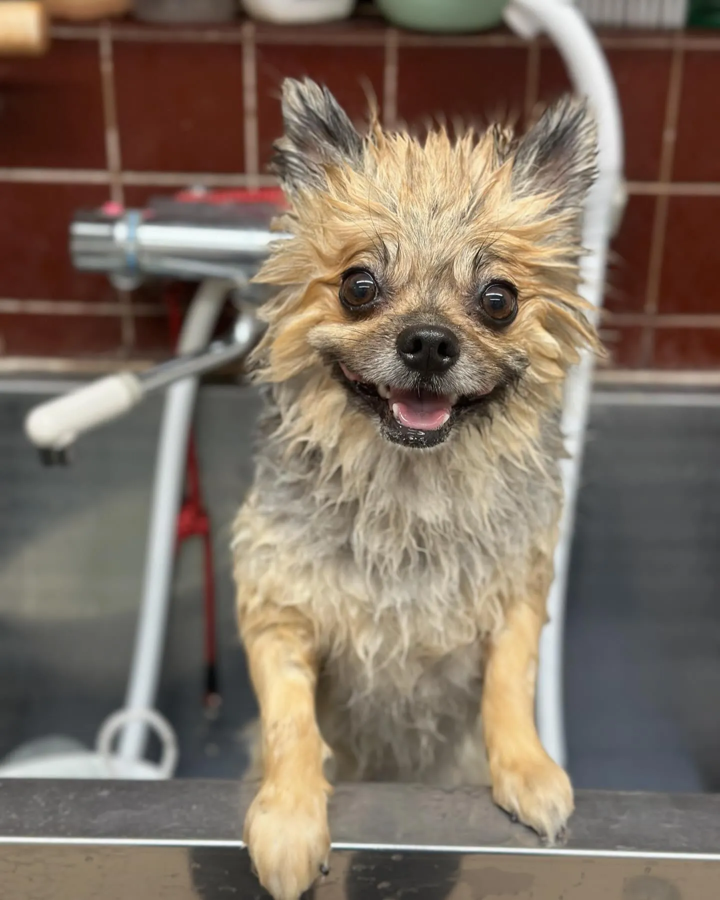 犬を飼ってはいけない人の特徴