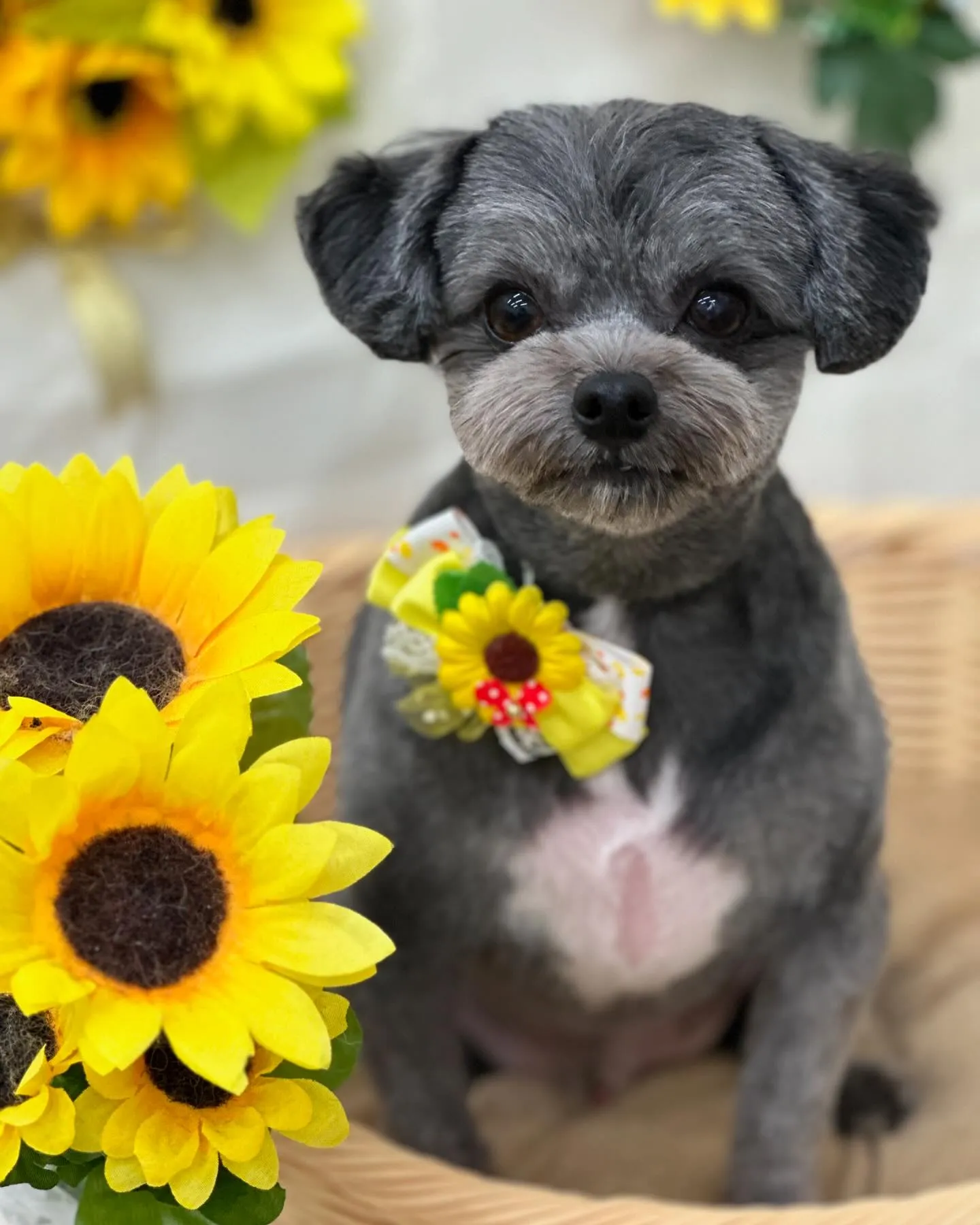 ラブちゃん🐨🌻