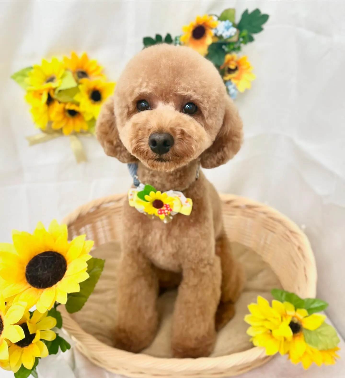 ぴのくん🌻