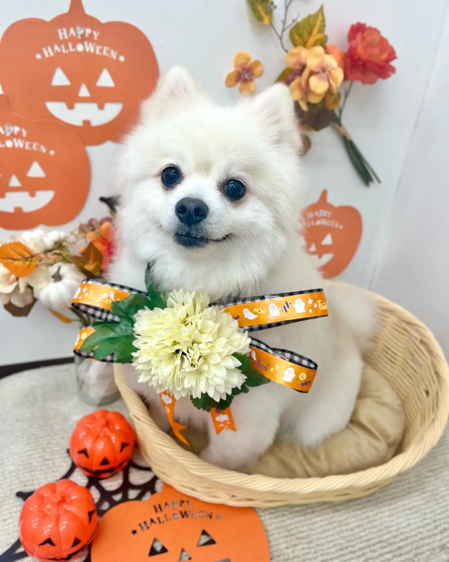 めるちゃん🎃🦇