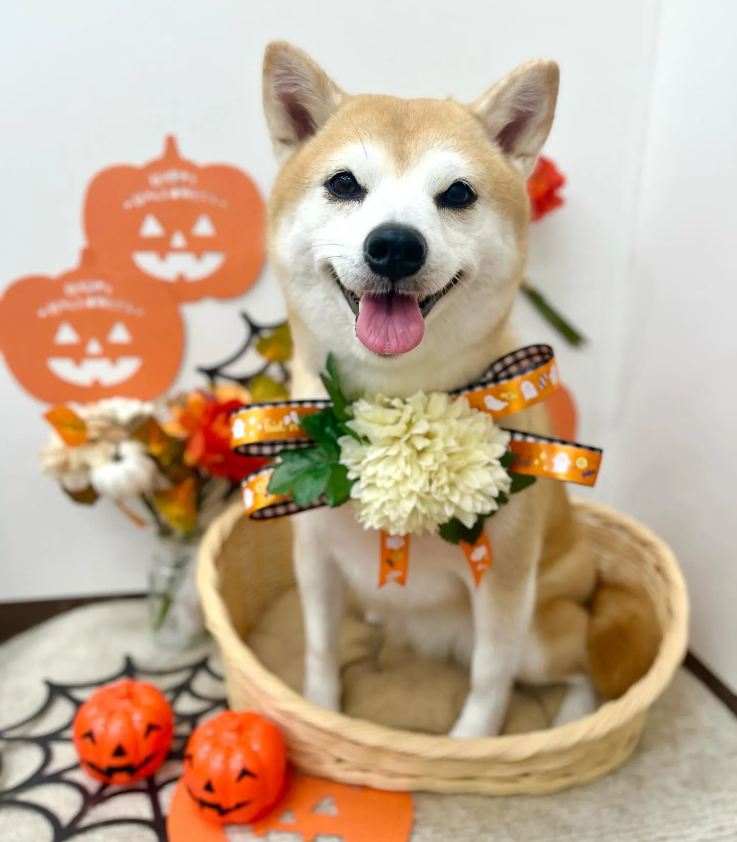 りんちゃん🎃🦇