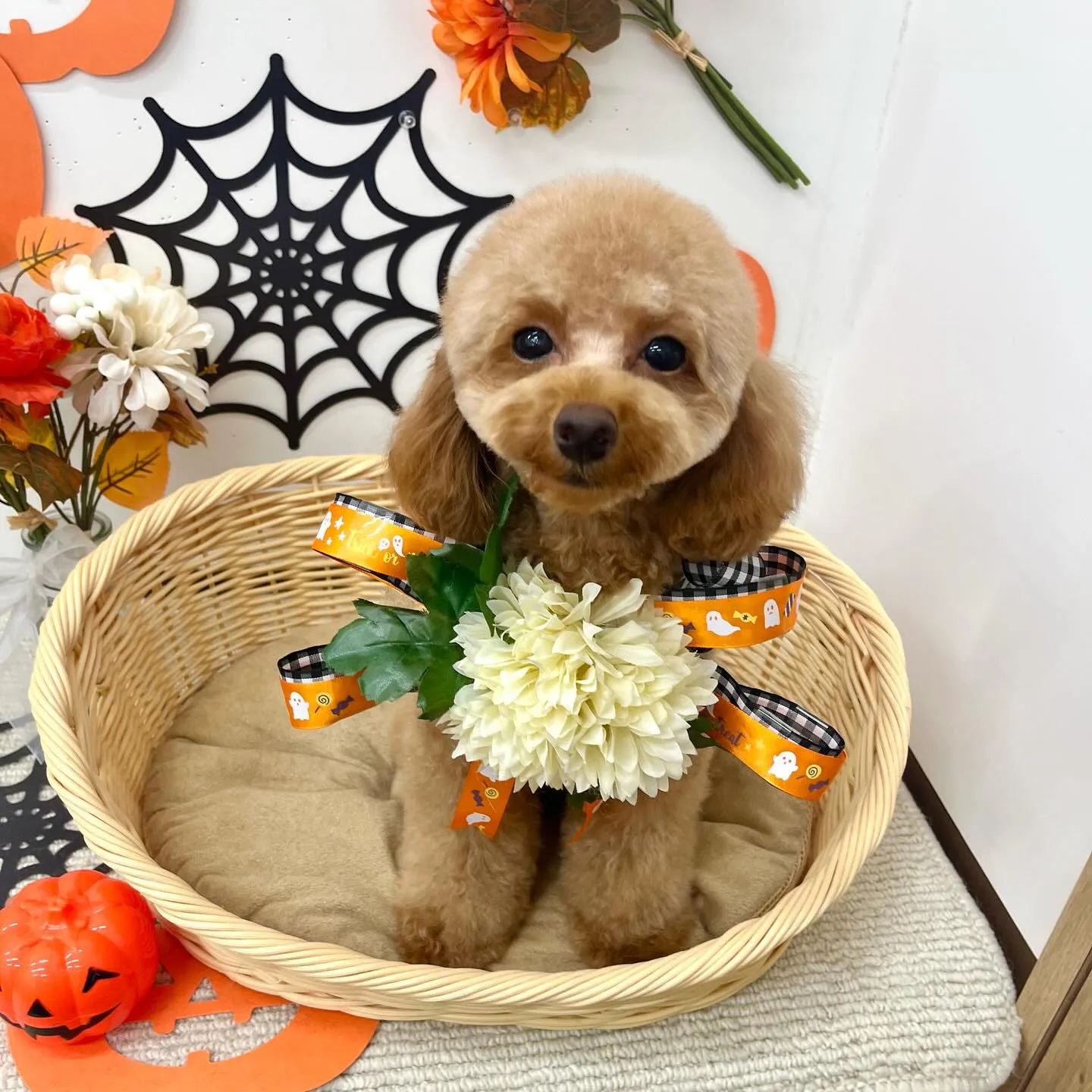 まりんちゃん🎃🦇