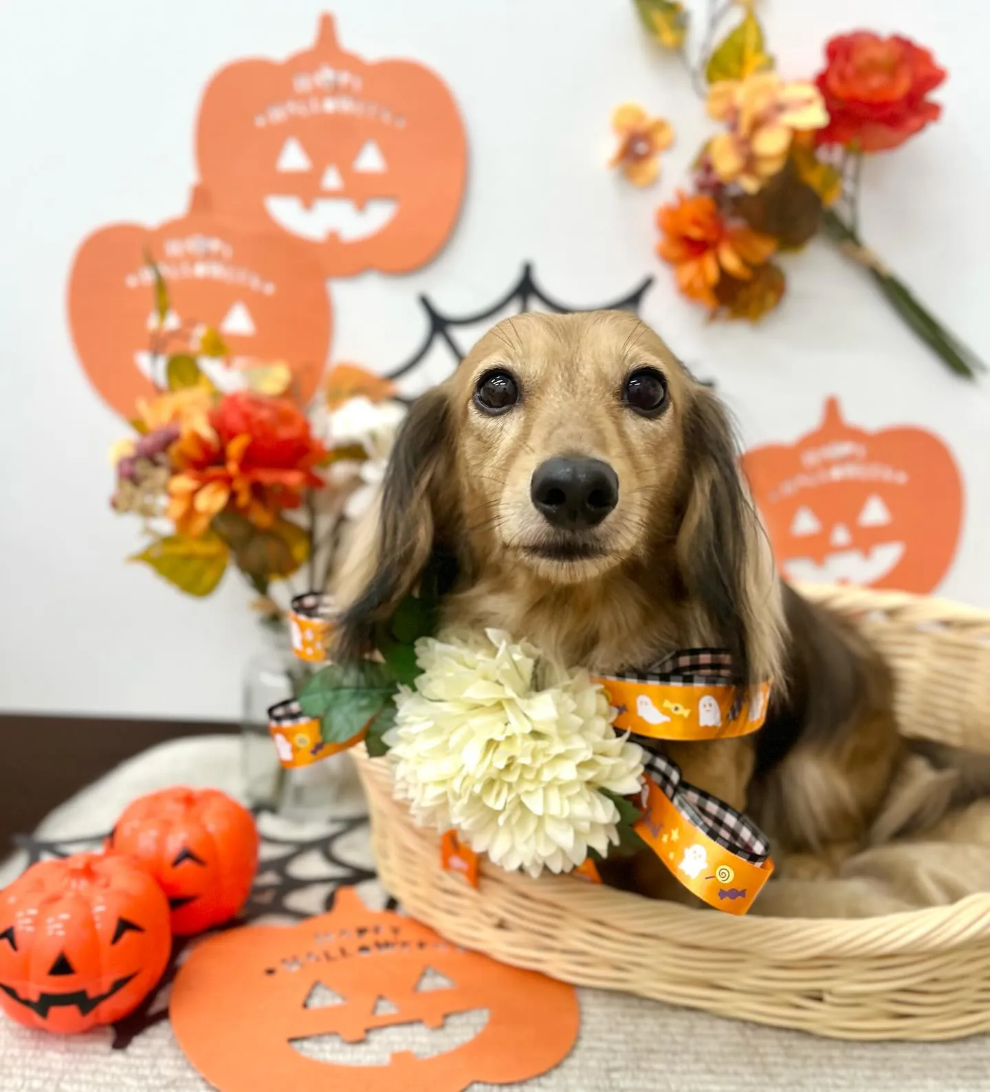 のんちゃん🎃🦇