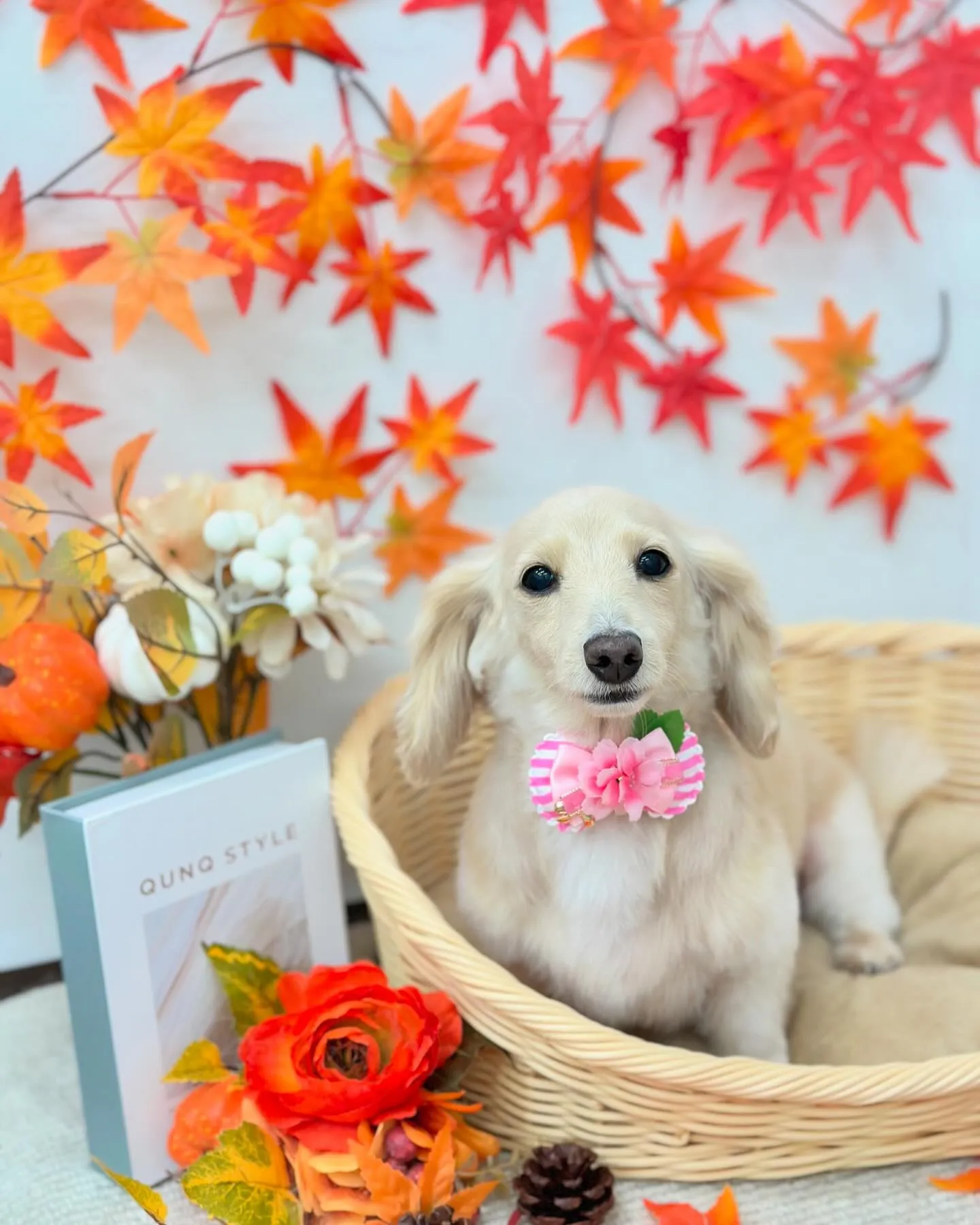 さくらちゃん🐻🍁