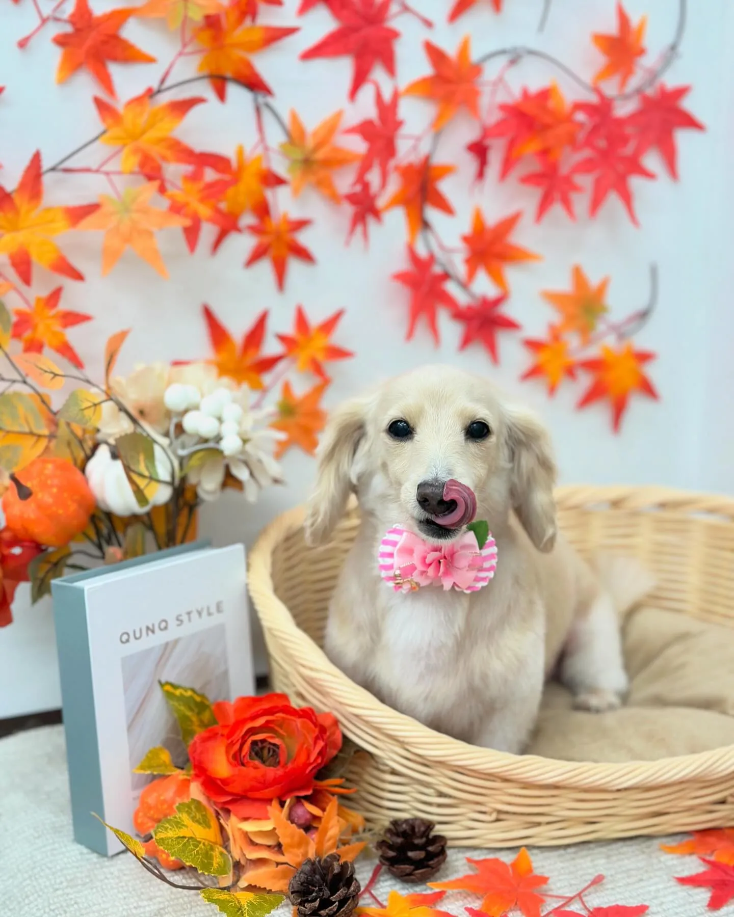 さくらちゃん🐻🍁