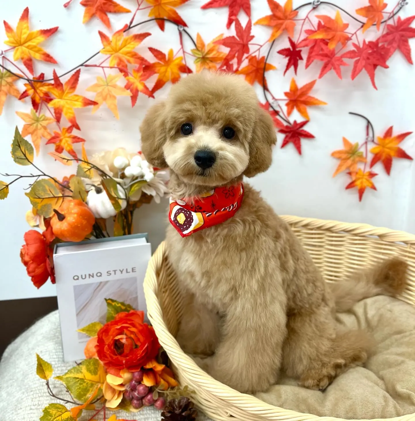 ひまわりくん🌻🍁🍂