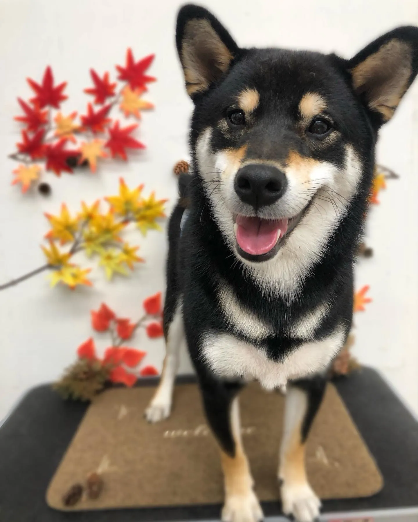 副くん🍁🍂