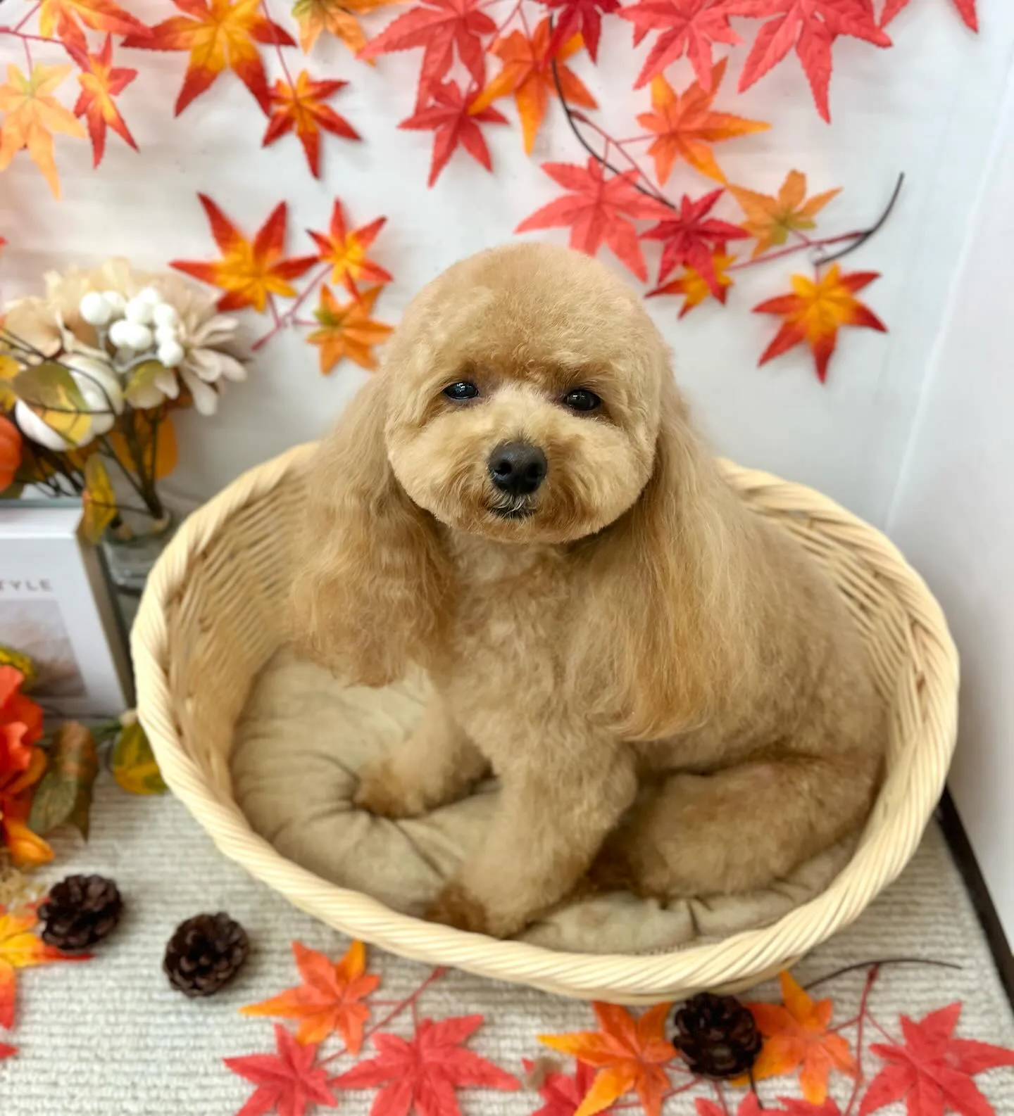 わたちゃん🍁🍂