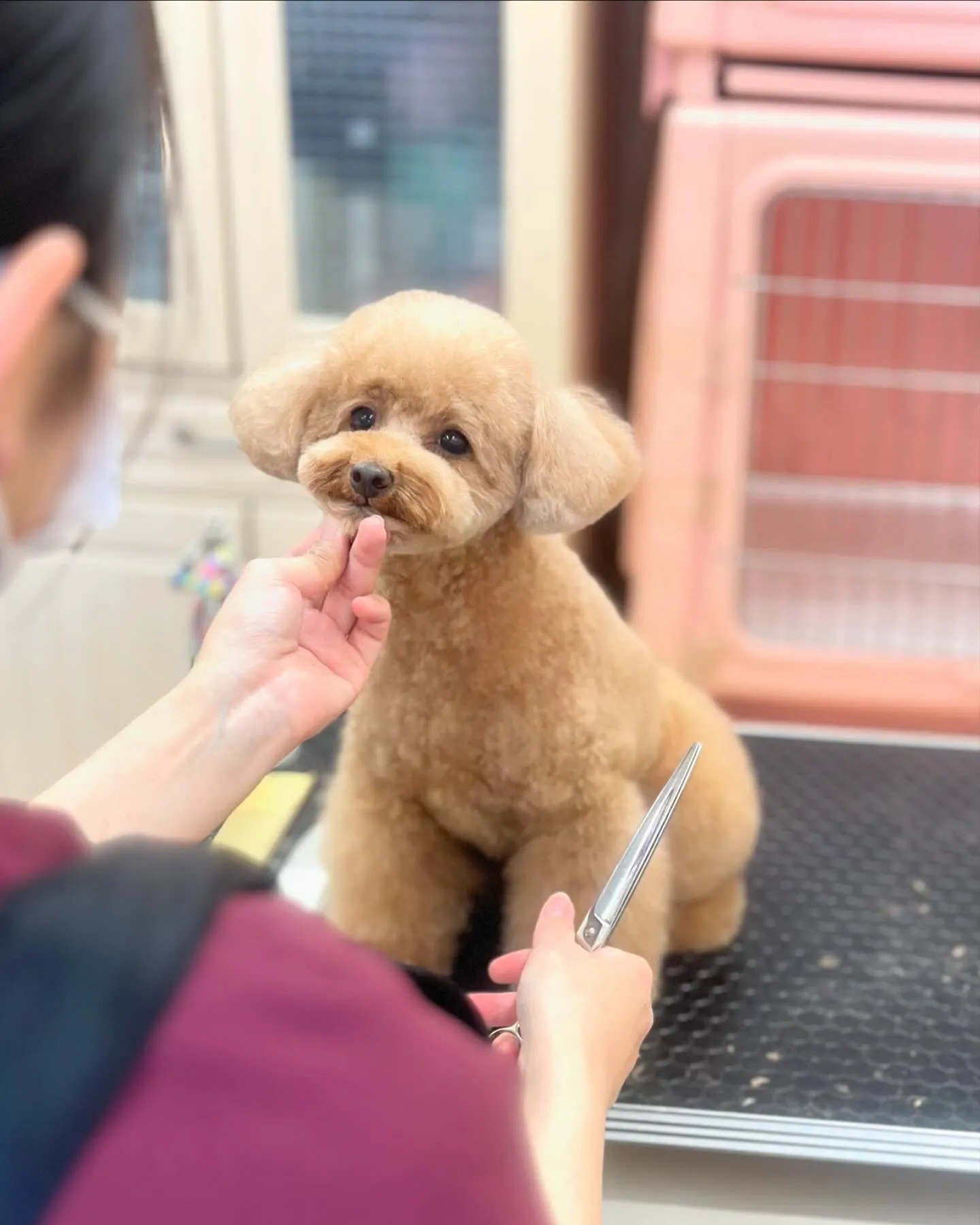 プリンちゃんトリミング中…✂︎🫧💗