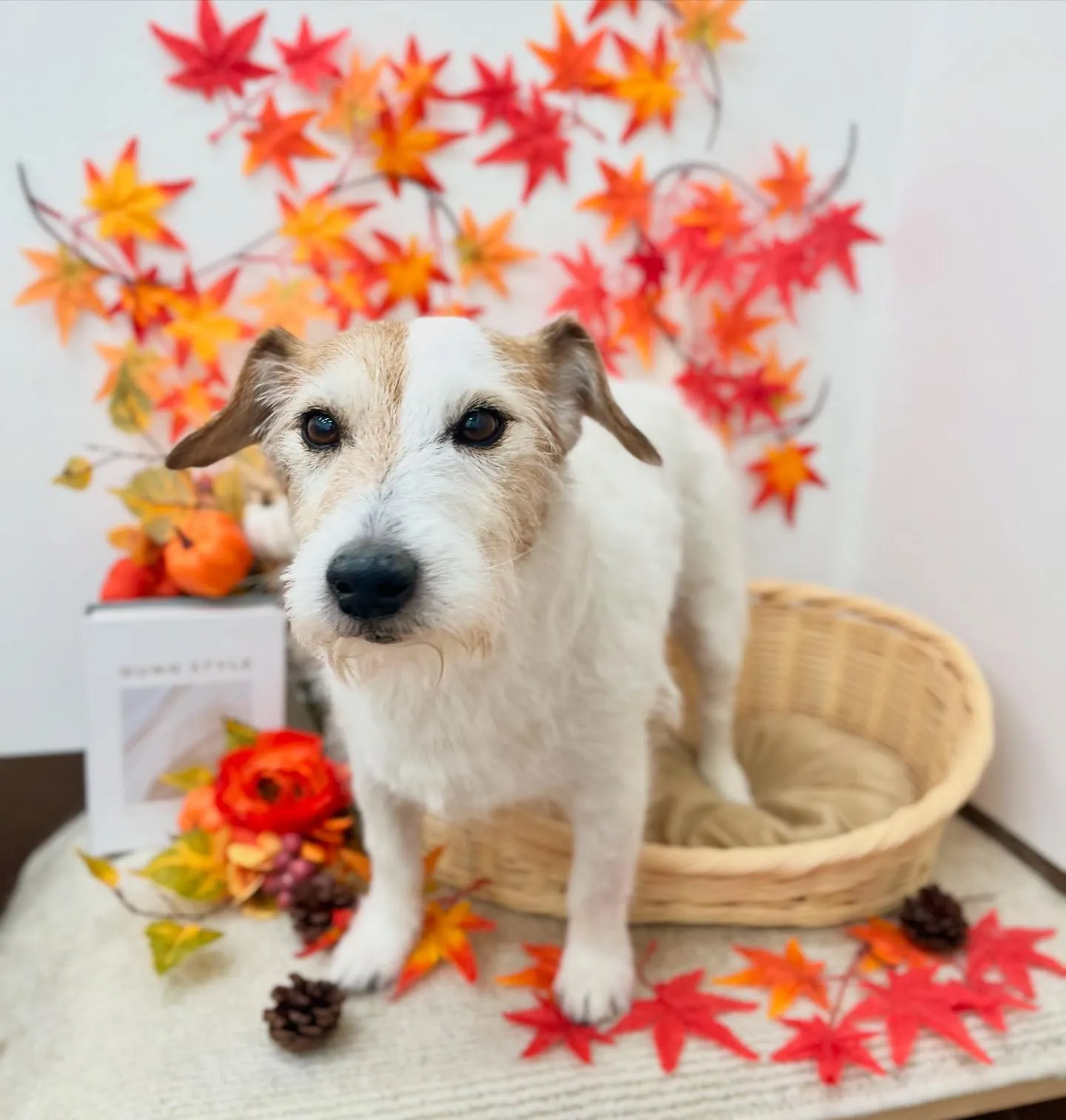 きなこちゃん🍁🍂