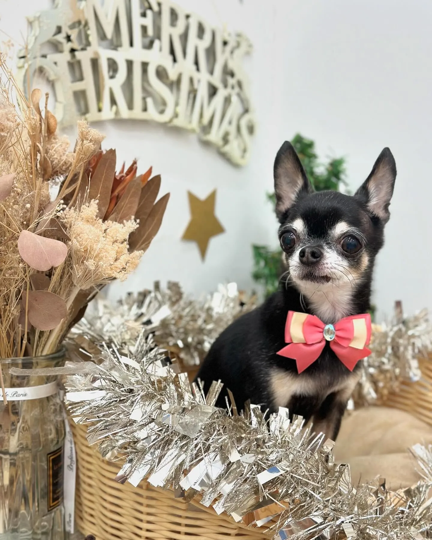 ミルキーちゃん🍬🎀