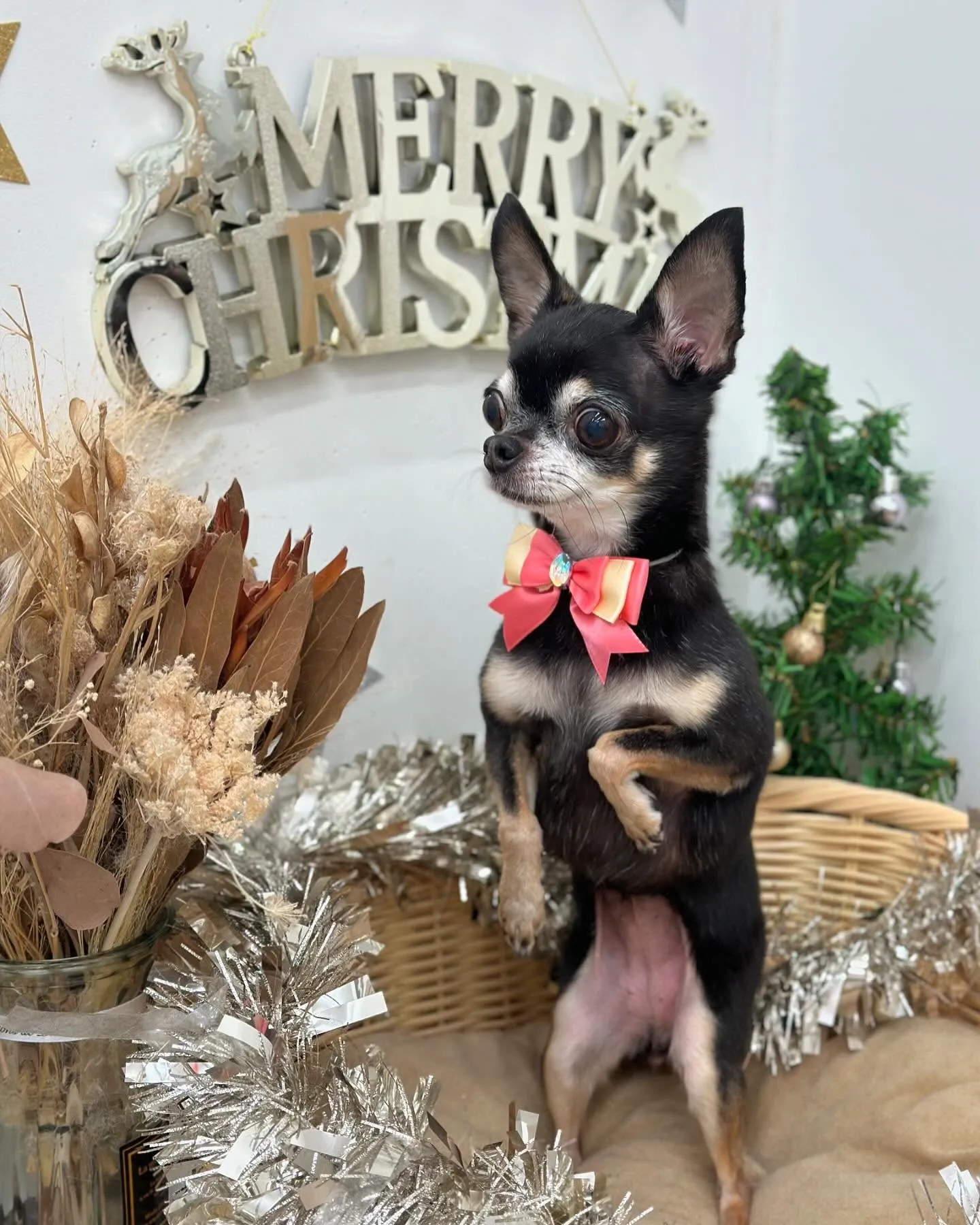 ミルキーちゃん🍬🎀