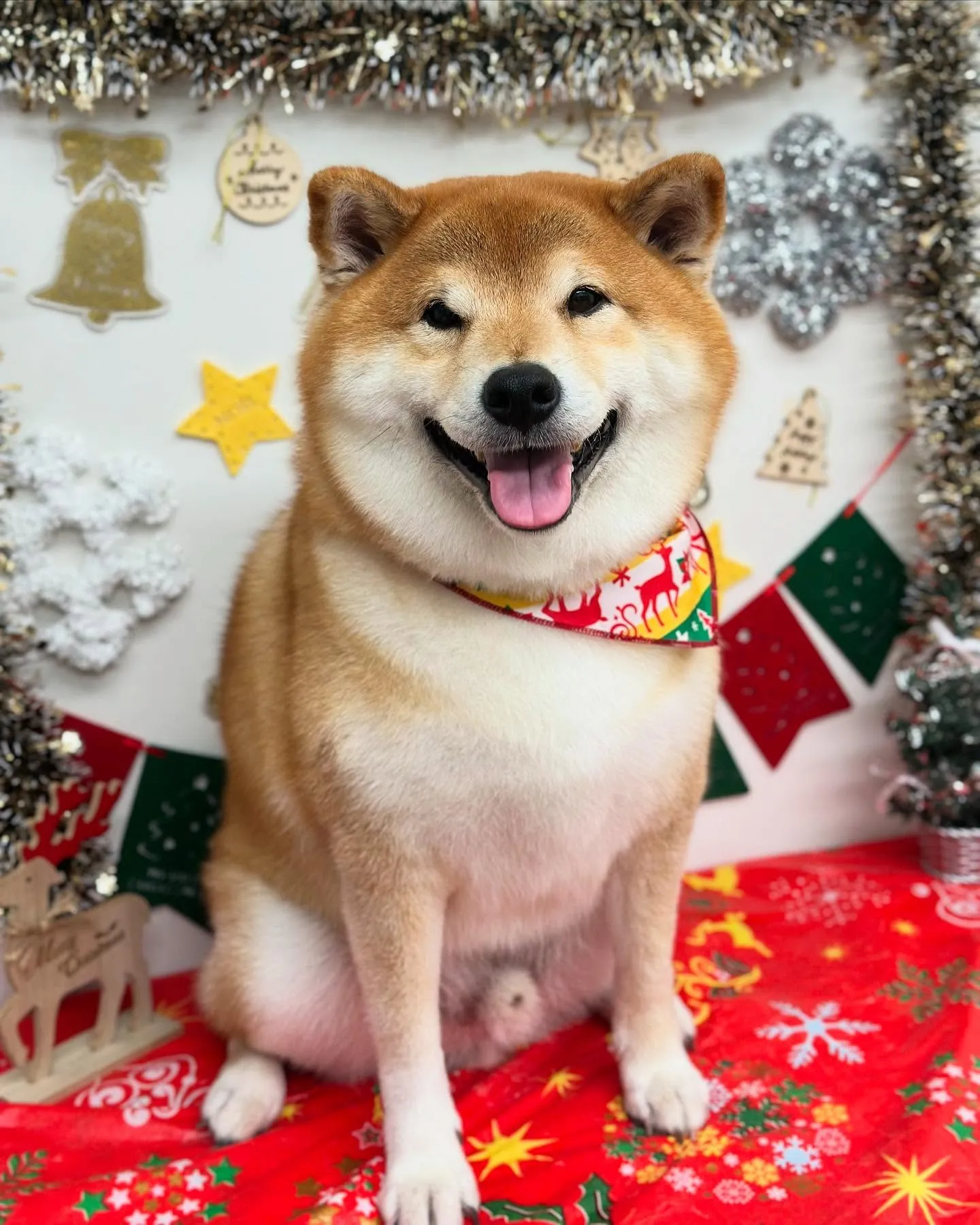 🎄まめちゃん⛄️