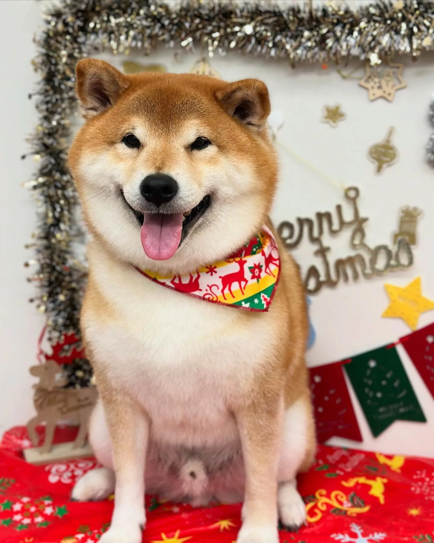 🎄まめちゃん⛄️