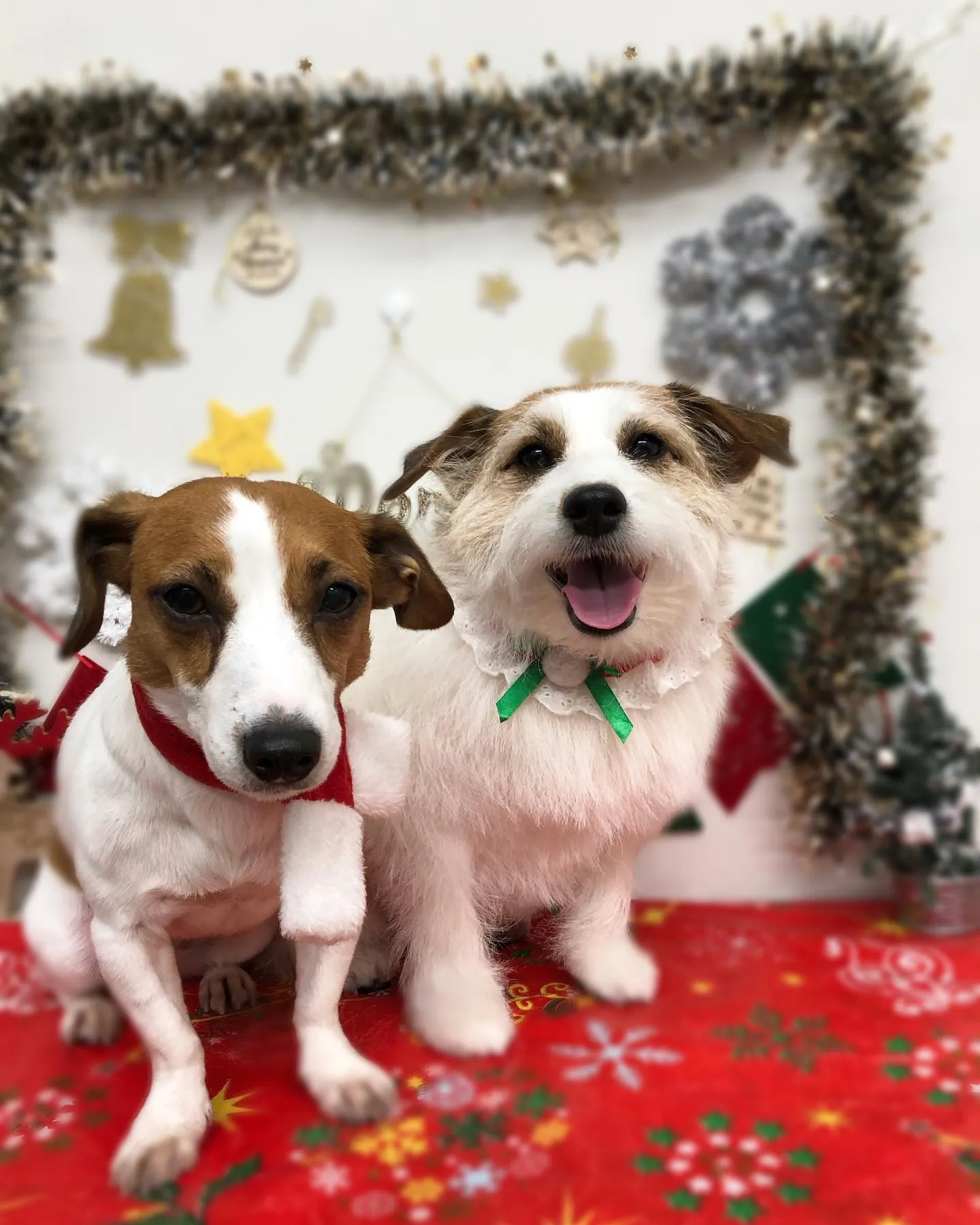 ポムちゃん🎄フレアちゃん