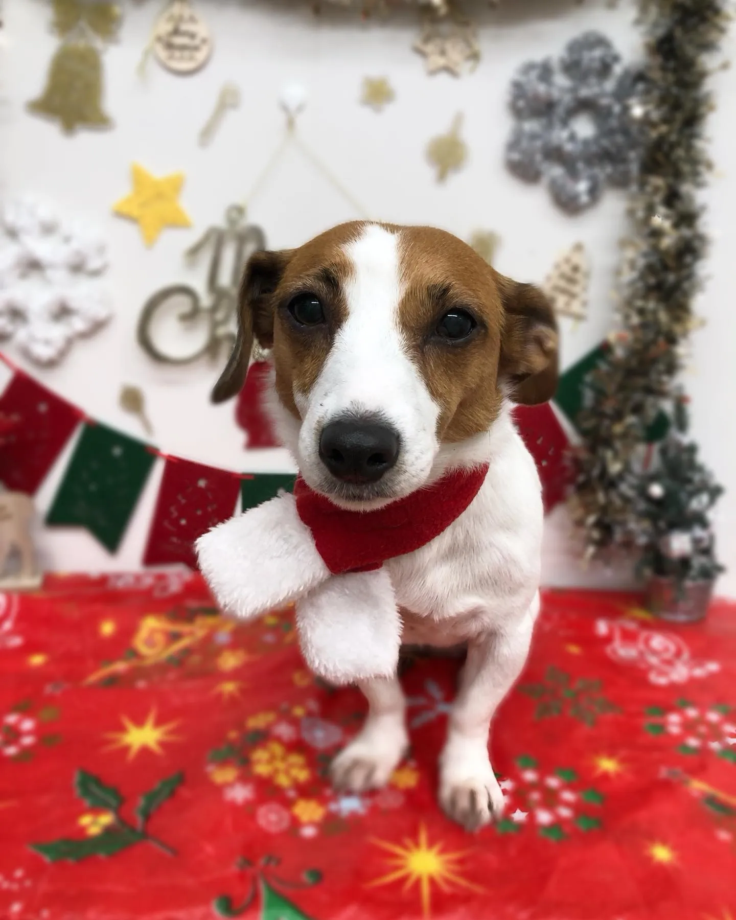 ポムちゃん🎄フレアちゃん