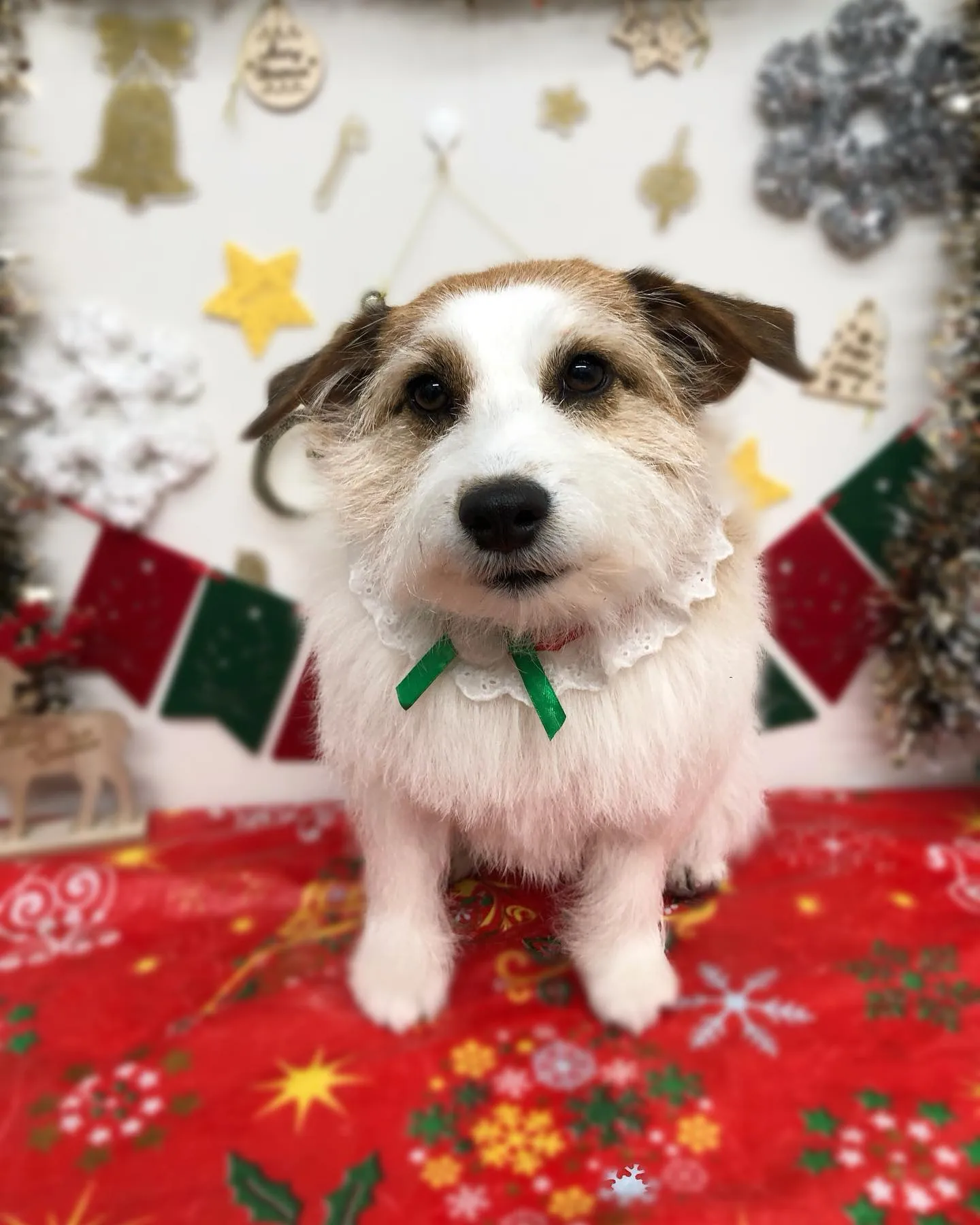 ポムちゃん🎄フレアちゃん