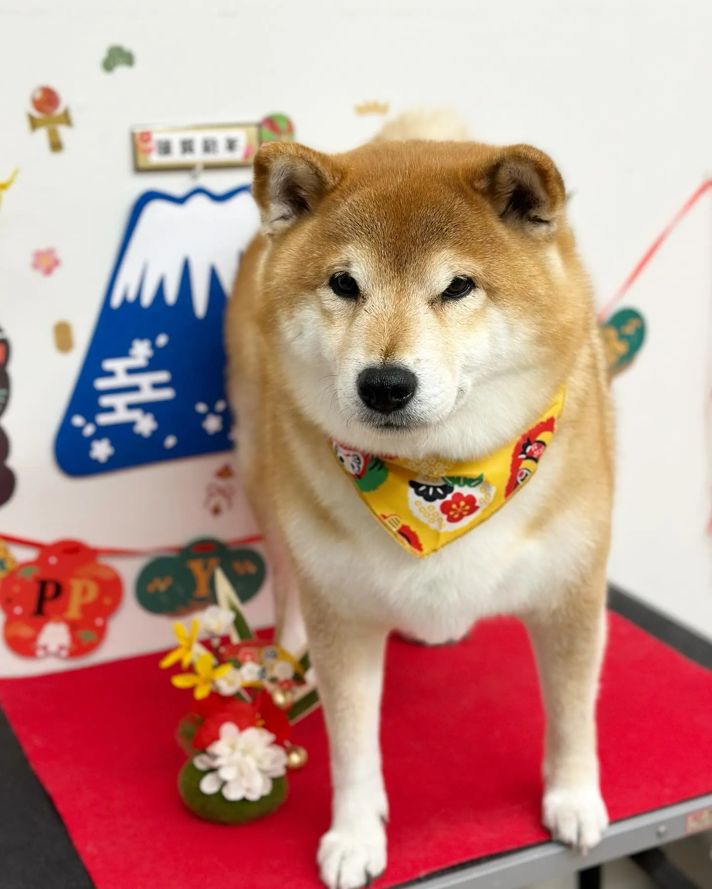 🎍まめちゃん🎍