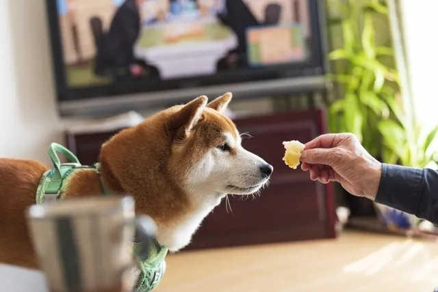 愛犬にぴったりなパンと酢