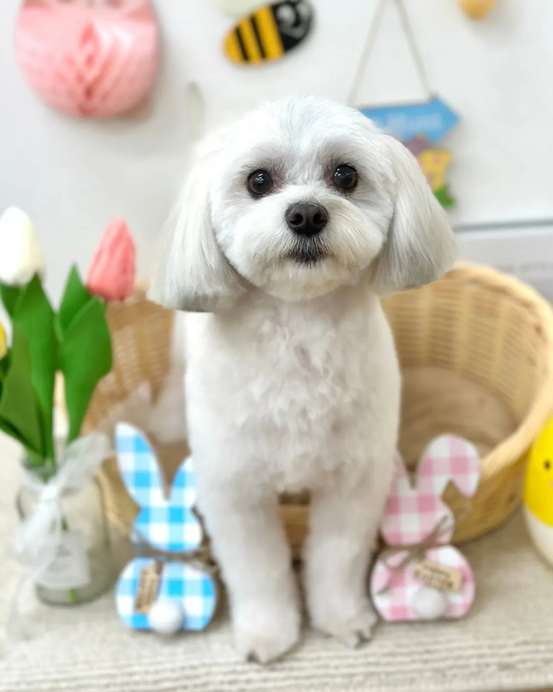 ナッツちゃん🥜☁️