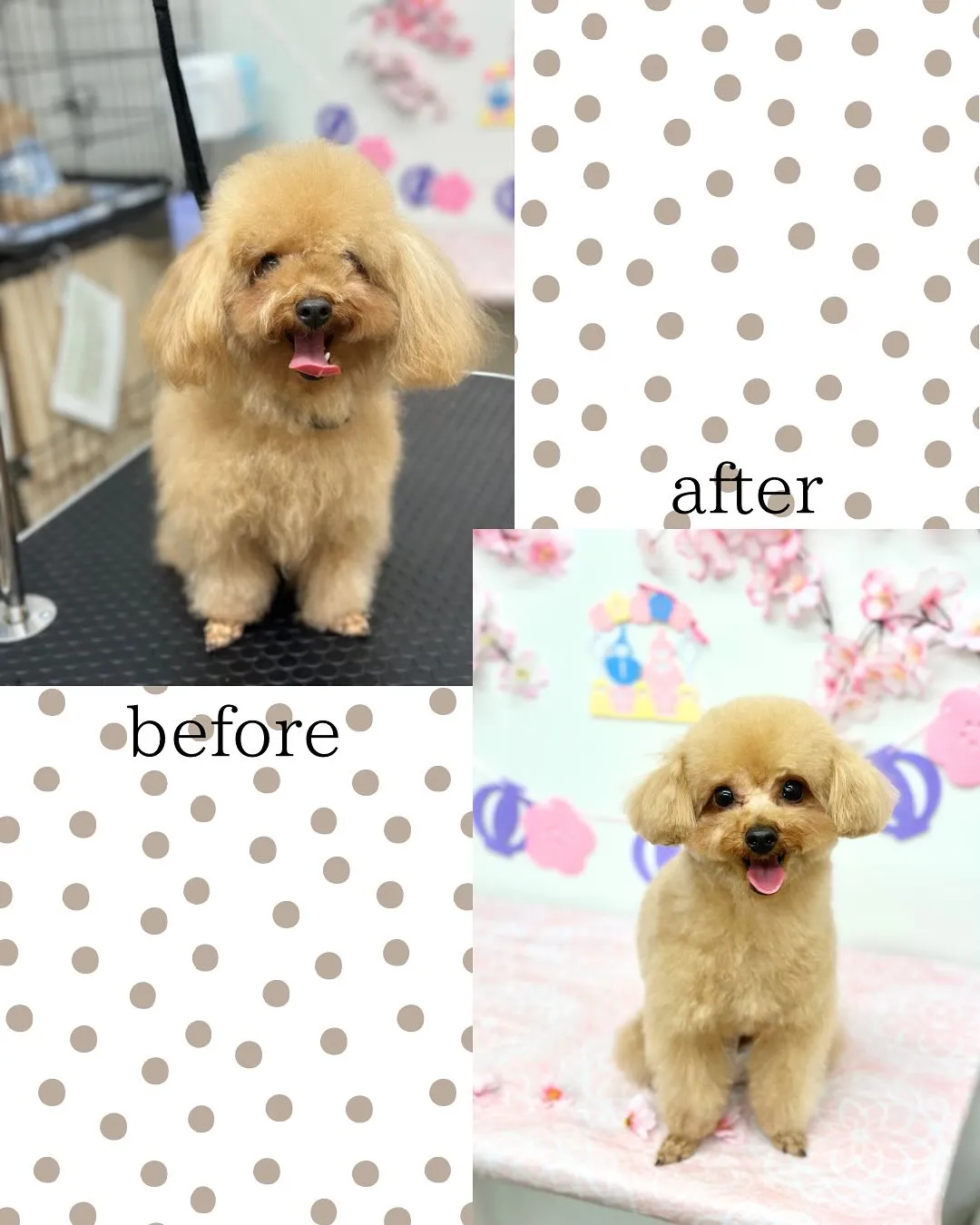 🌸ラテちゃん🌸