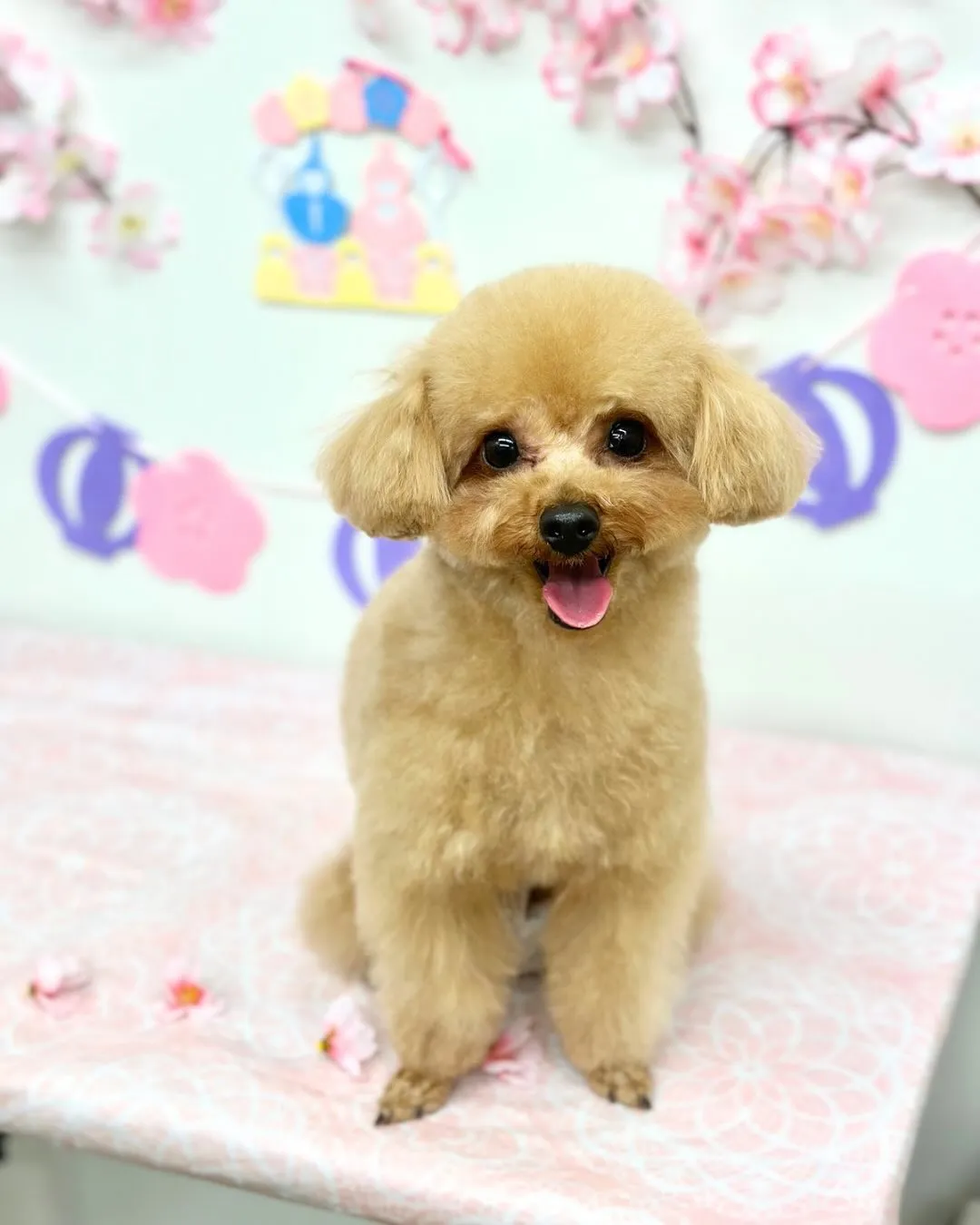 🌸ラテちゃん🌸