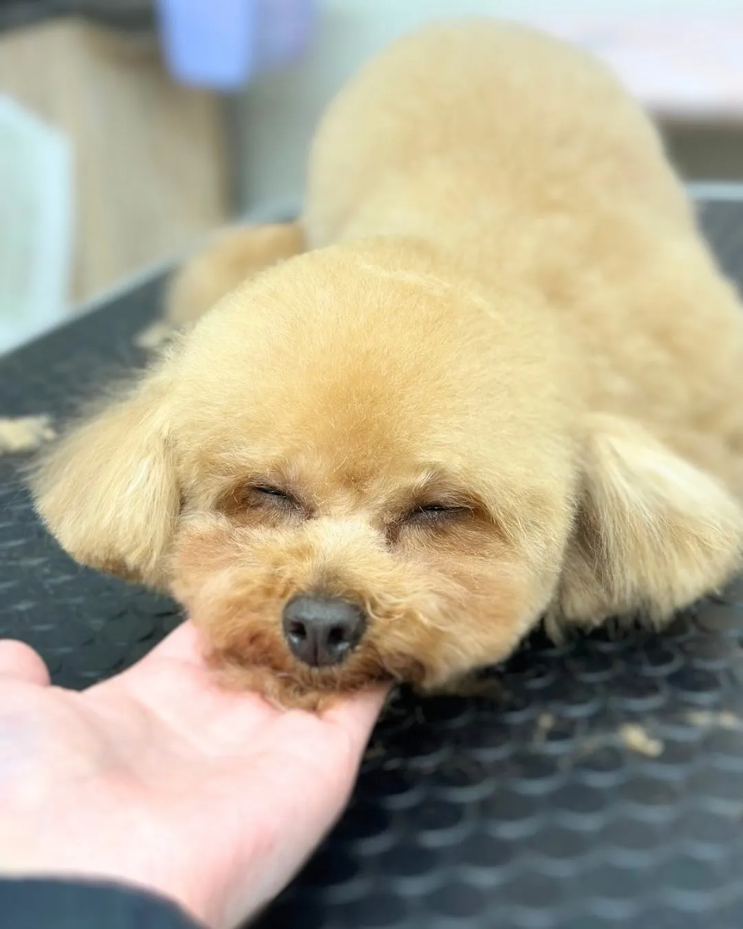 🌸ラテちゃん🌸