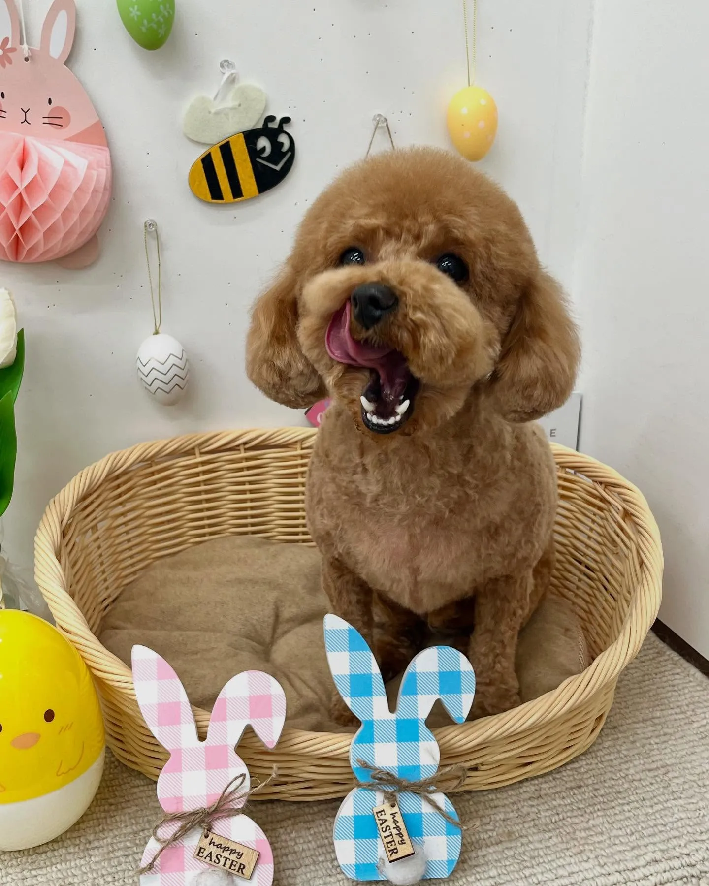 あずきくん🐣🌷