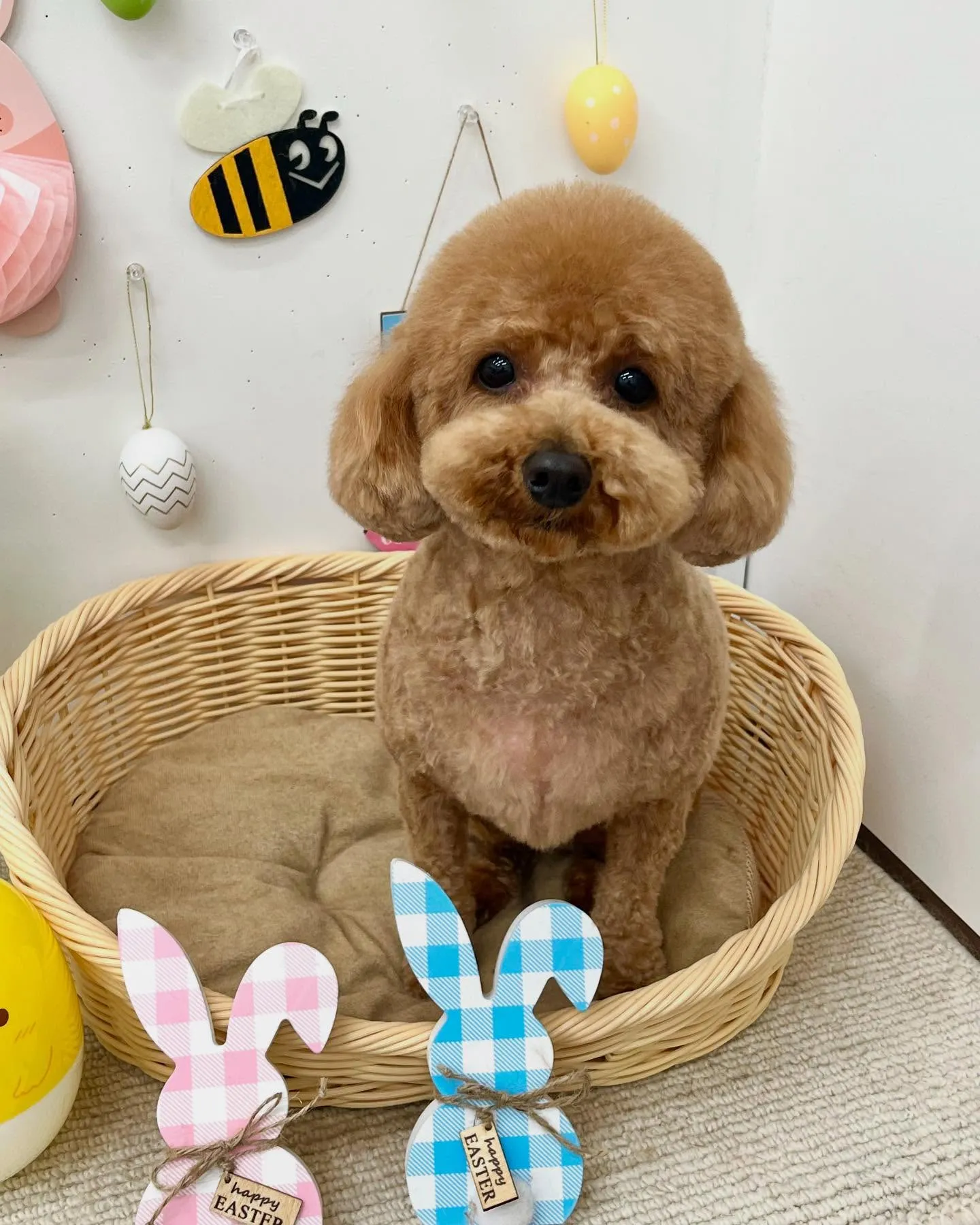 あずきくん🐣🌷