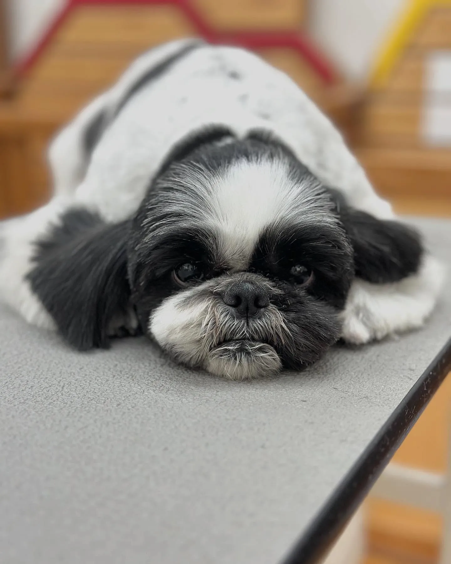 カイちゃん⚓️🫧