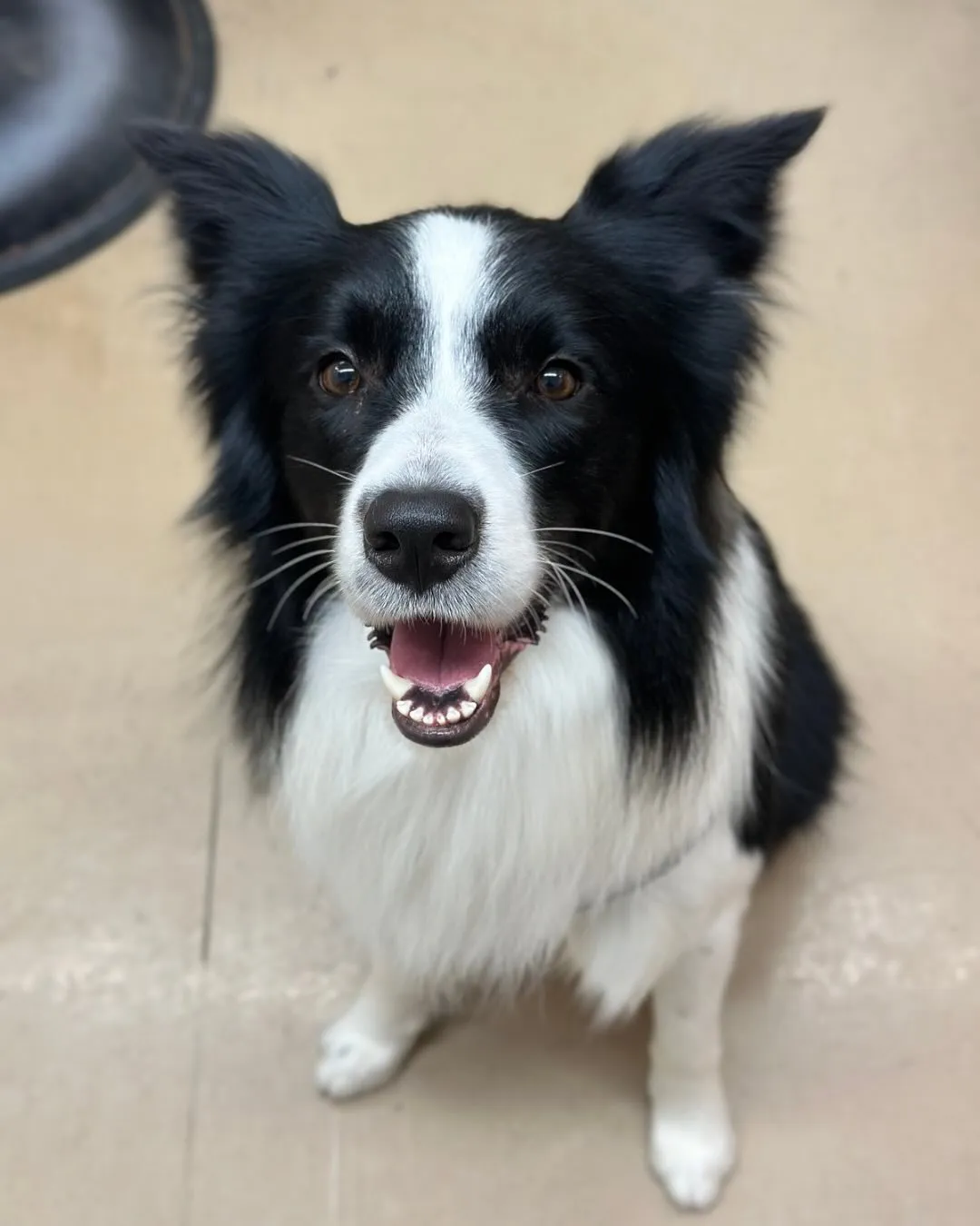 🌸ロッキーくん🌸