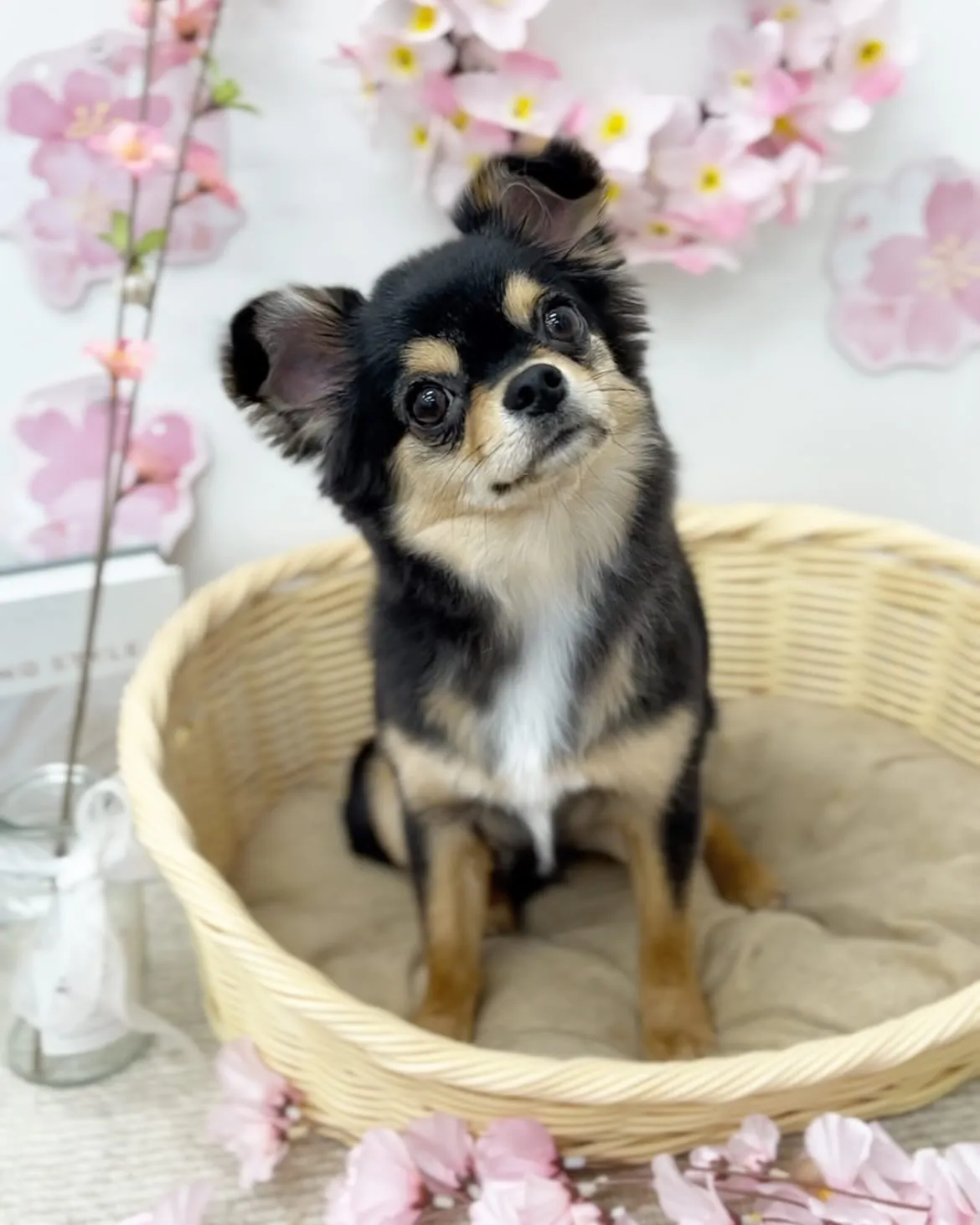 カイルアくん💗