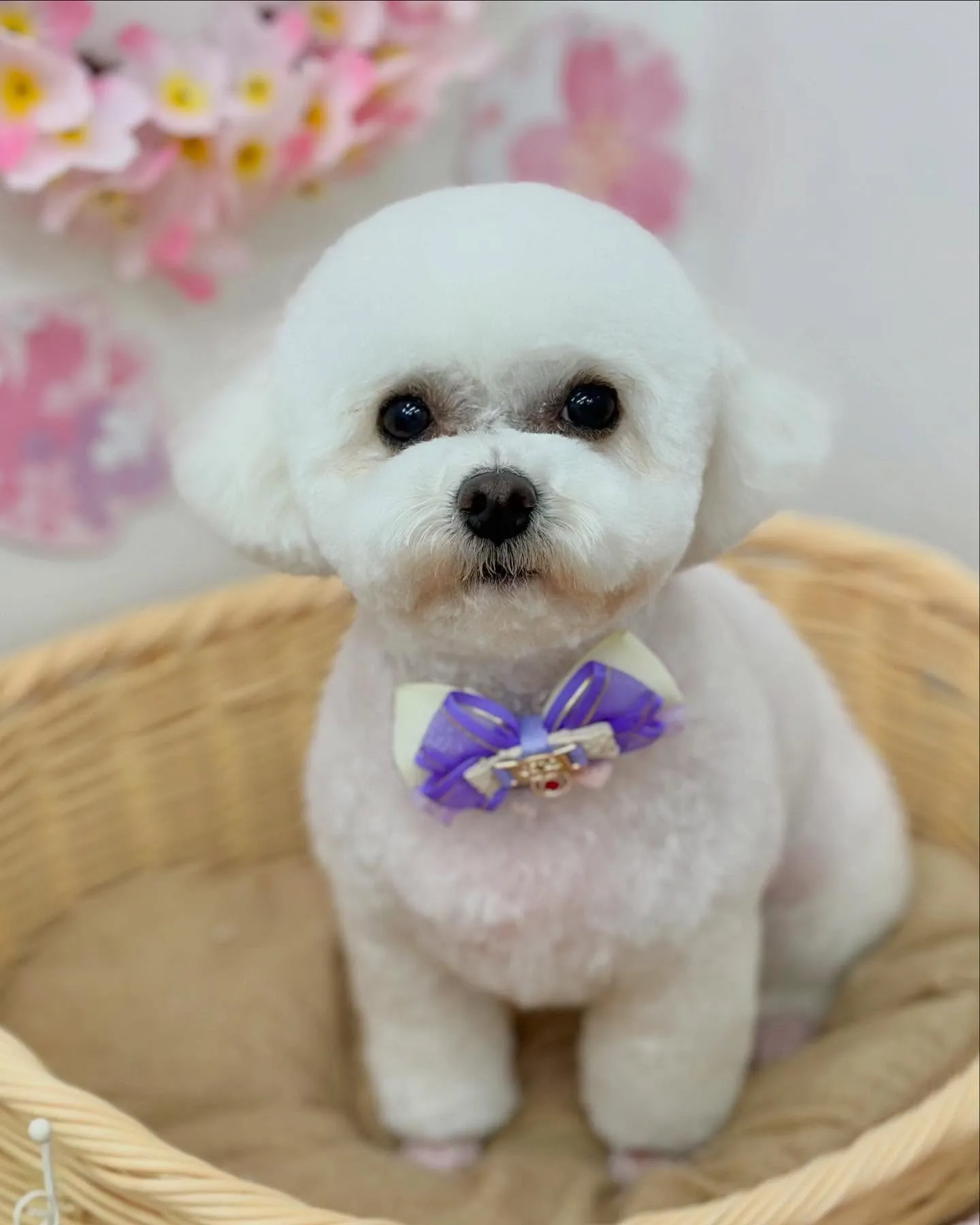 ベナちゃん🇻🇳❣️