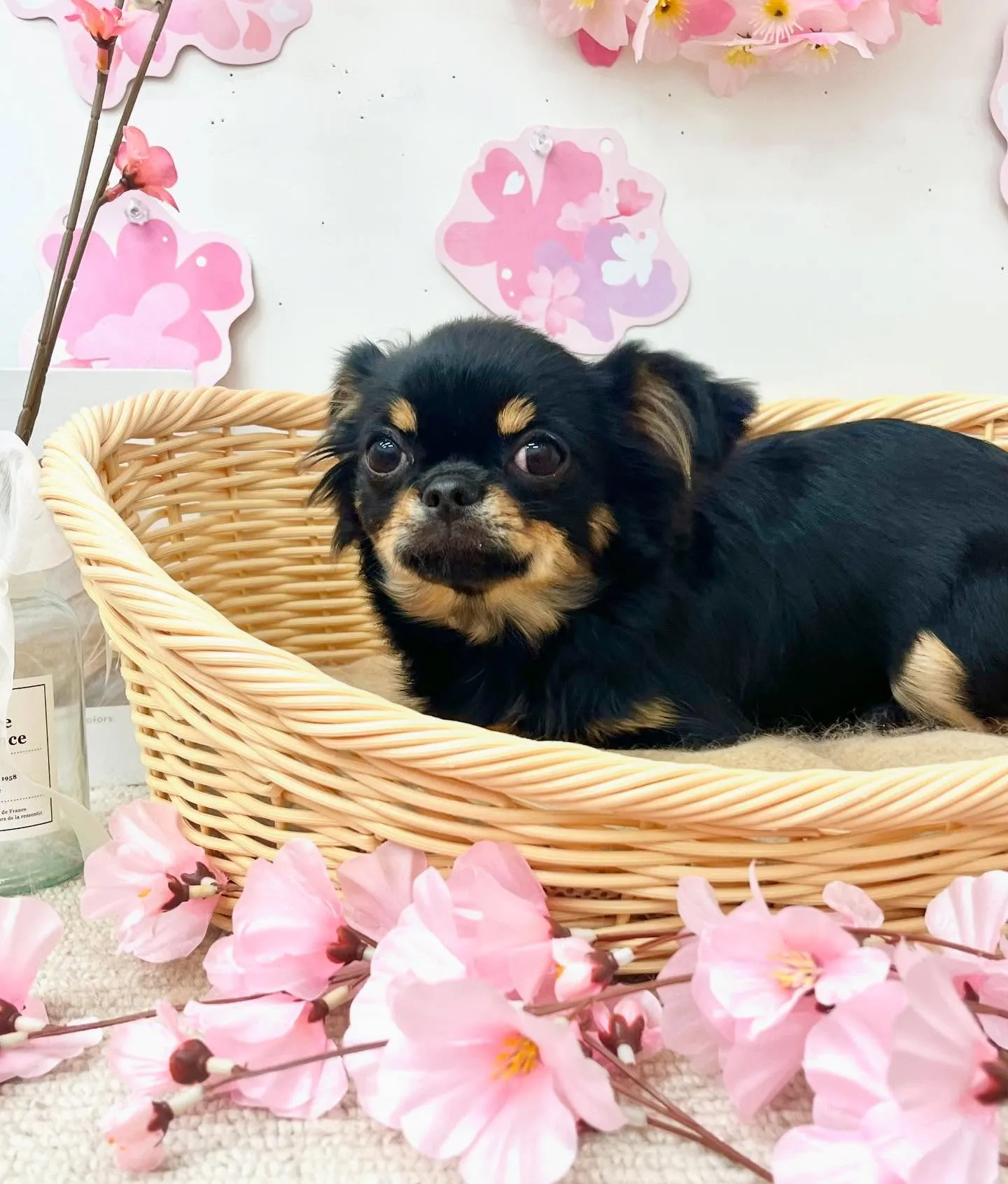 モアナちゃん🌸