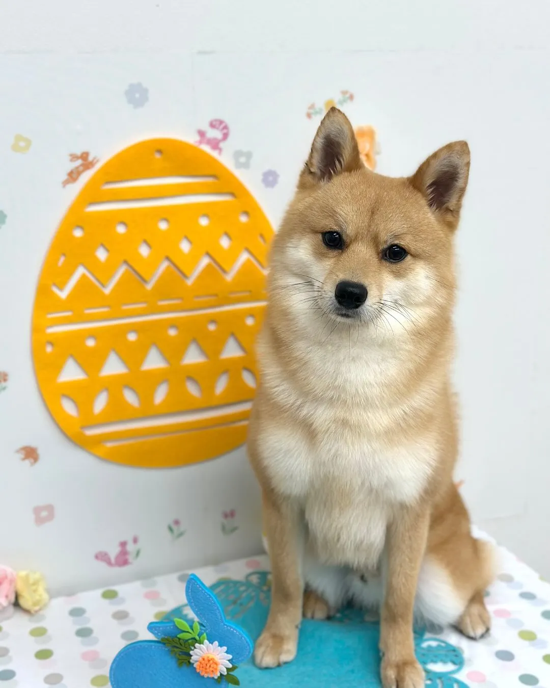 🐣ロキくん🐣