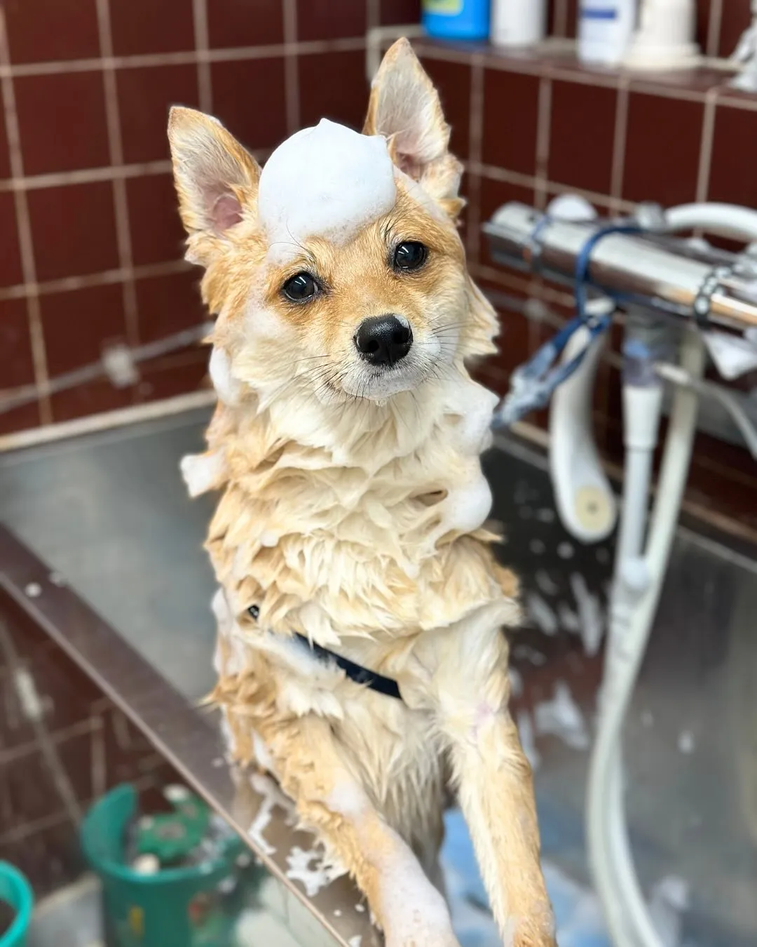 🐣ロキくん🐣