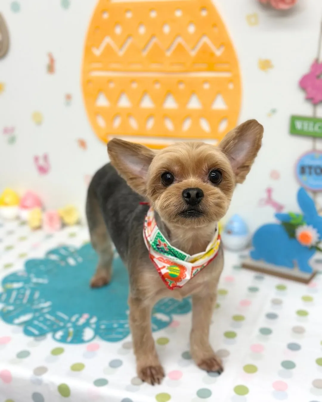 🐣れいくん🐣