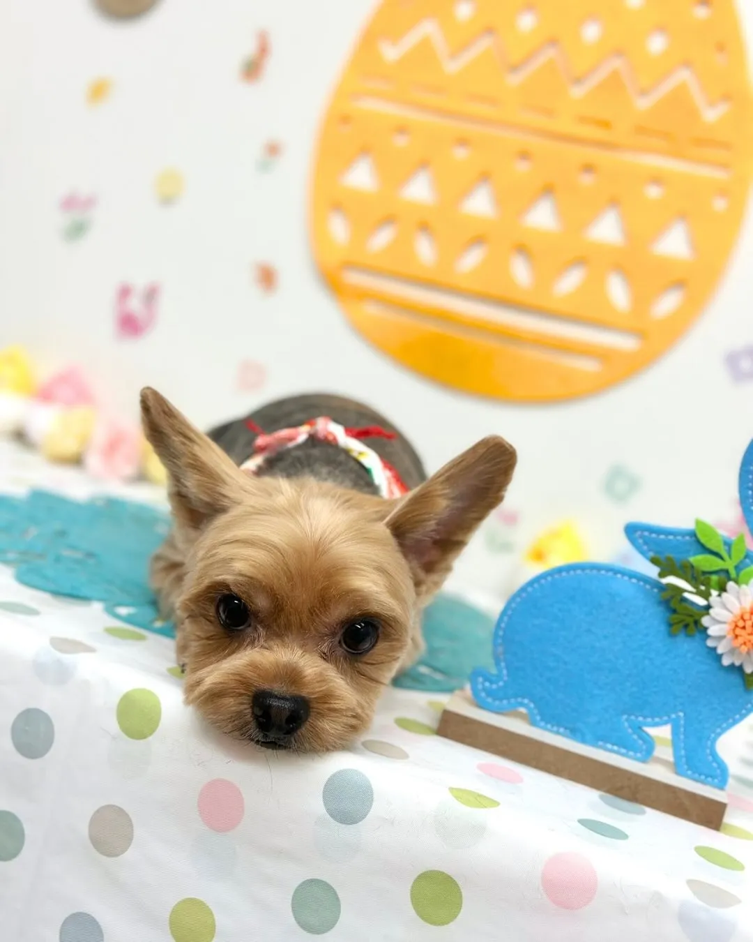 🐣れいくん🐣