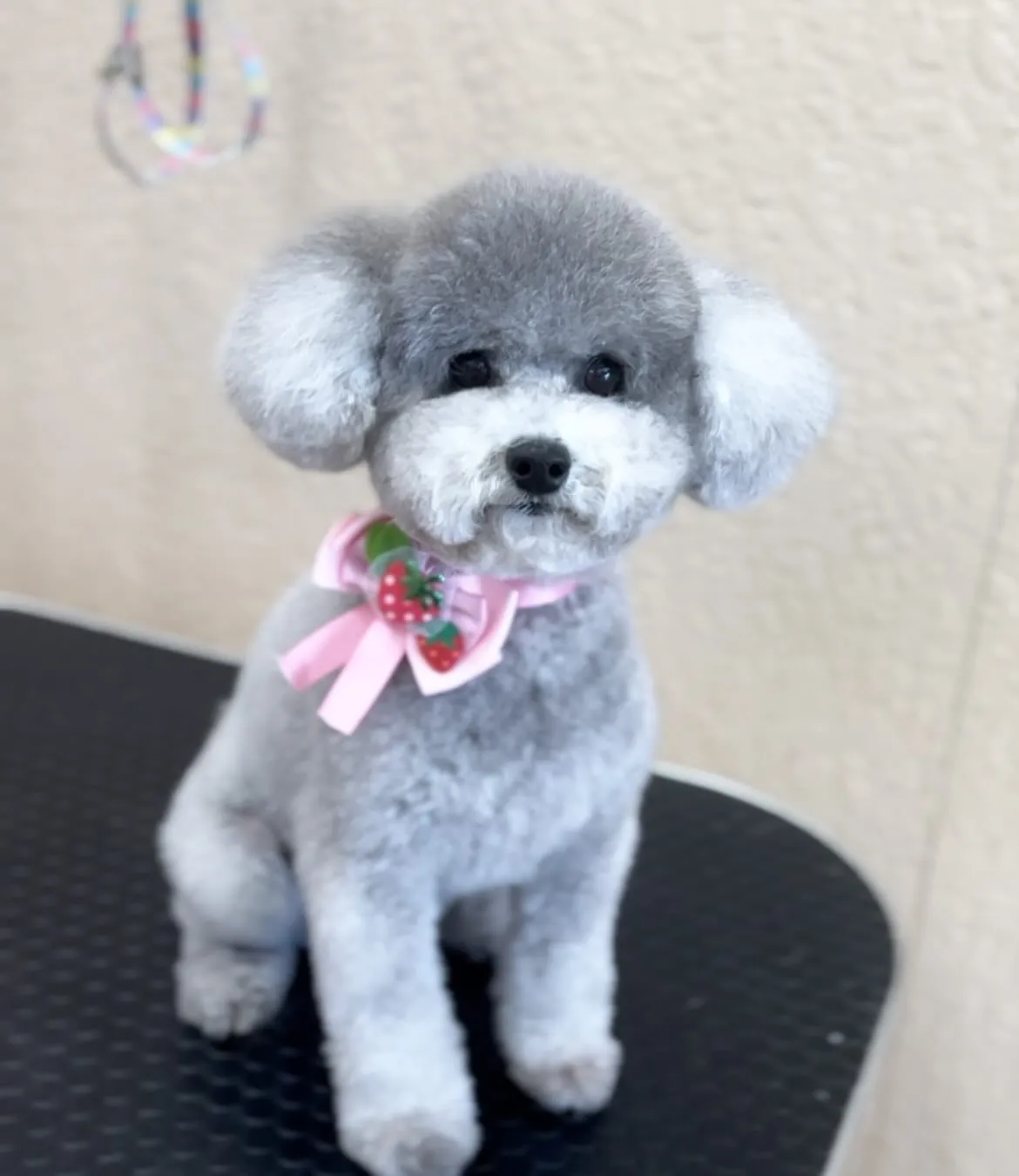 あんずちゃん💗