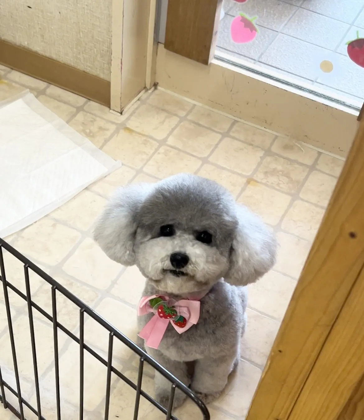 あんずちゃん💗