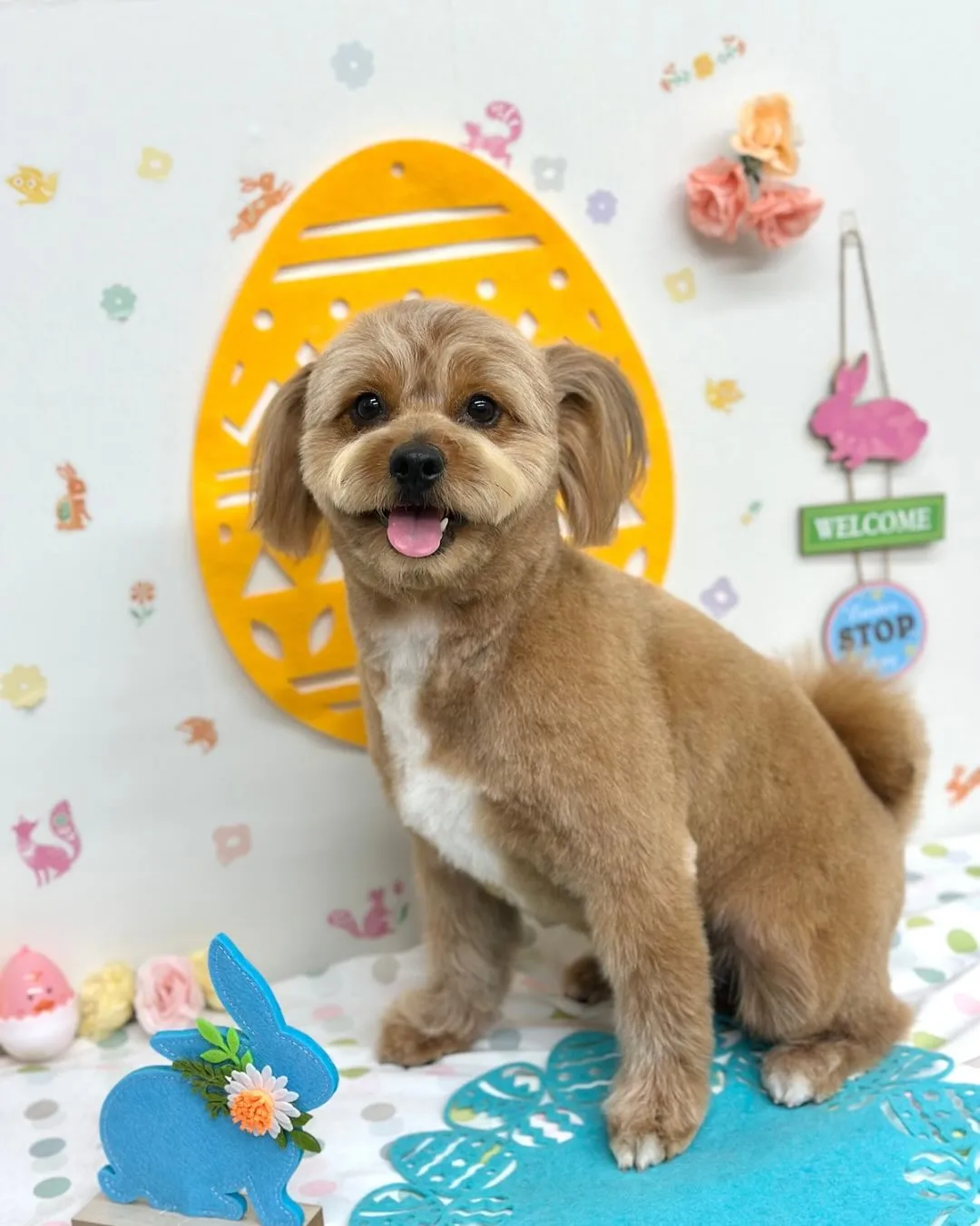 🐣ゴンくん🐣