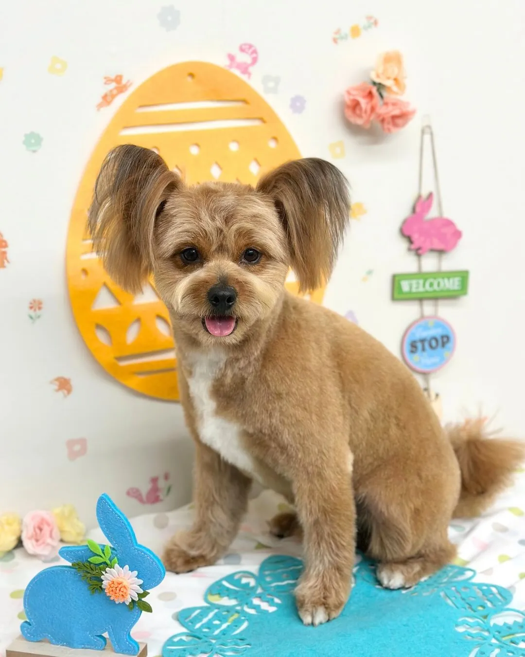 🐣ゴンくん🐣