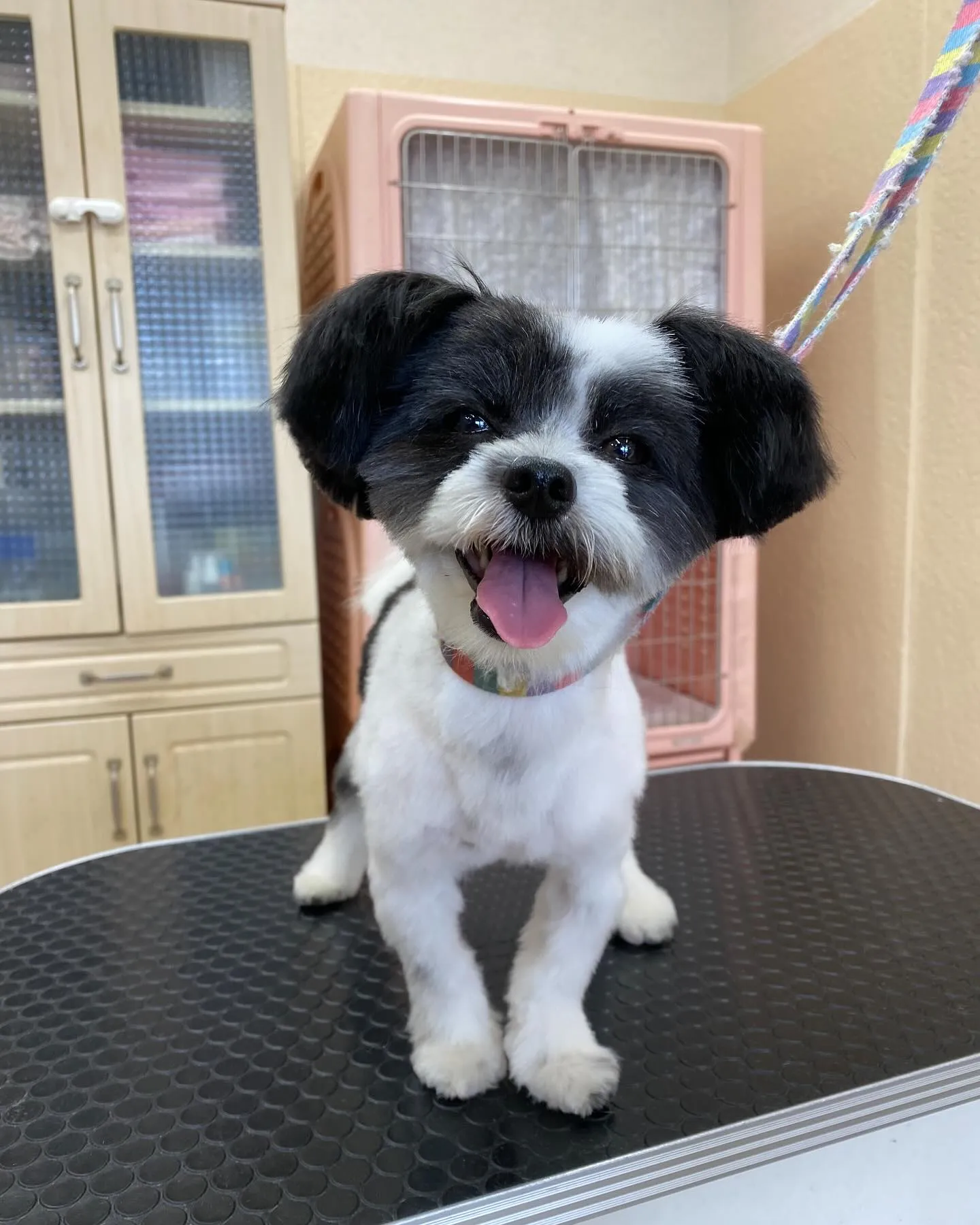 サンちゃん🌸✨ 