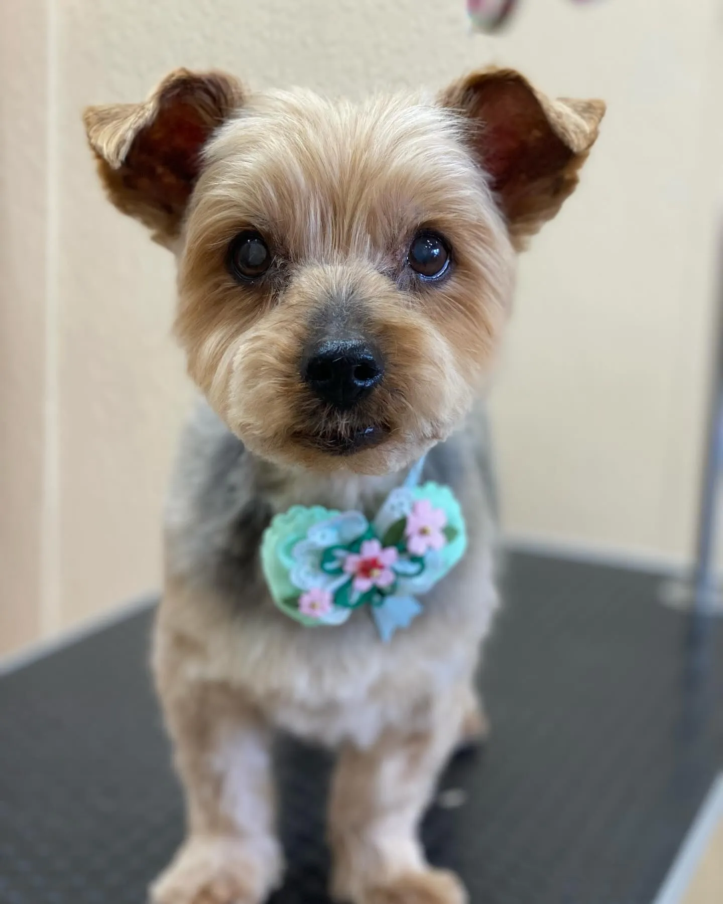 キャッシーくん🌸✨