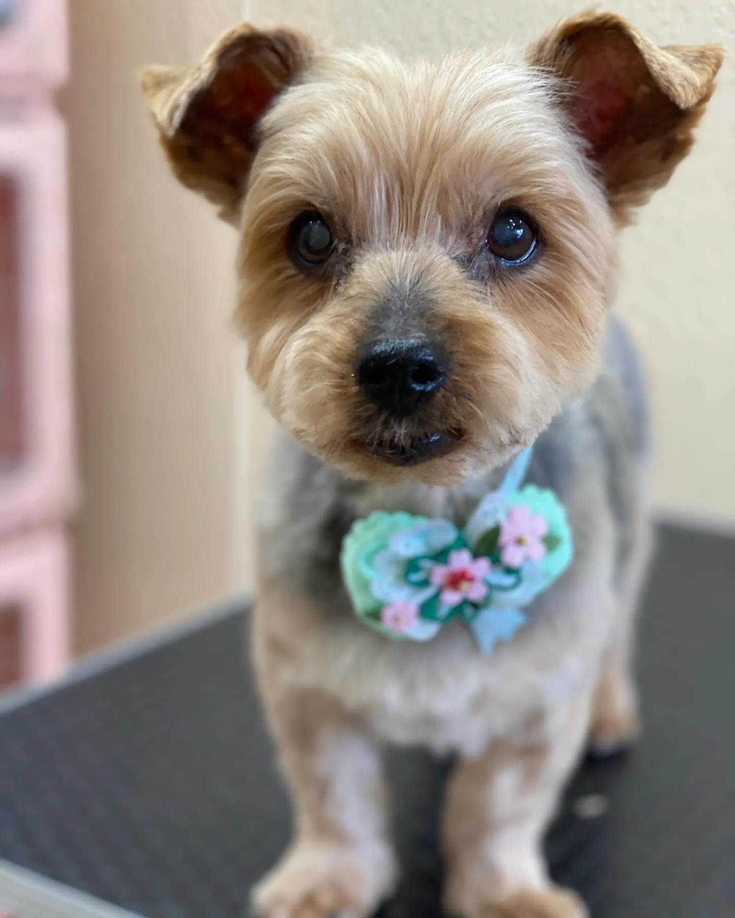 キャッシーくん🌸✨